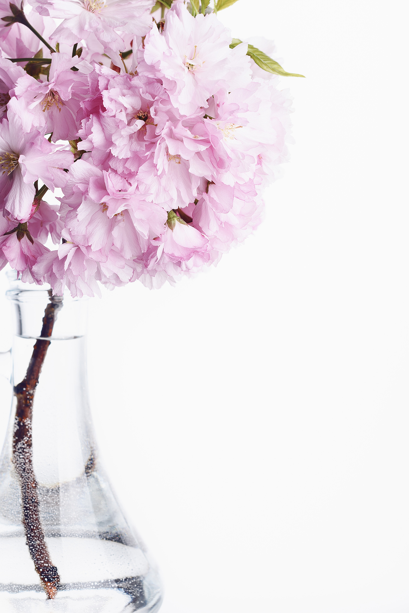 sakura. spring time.