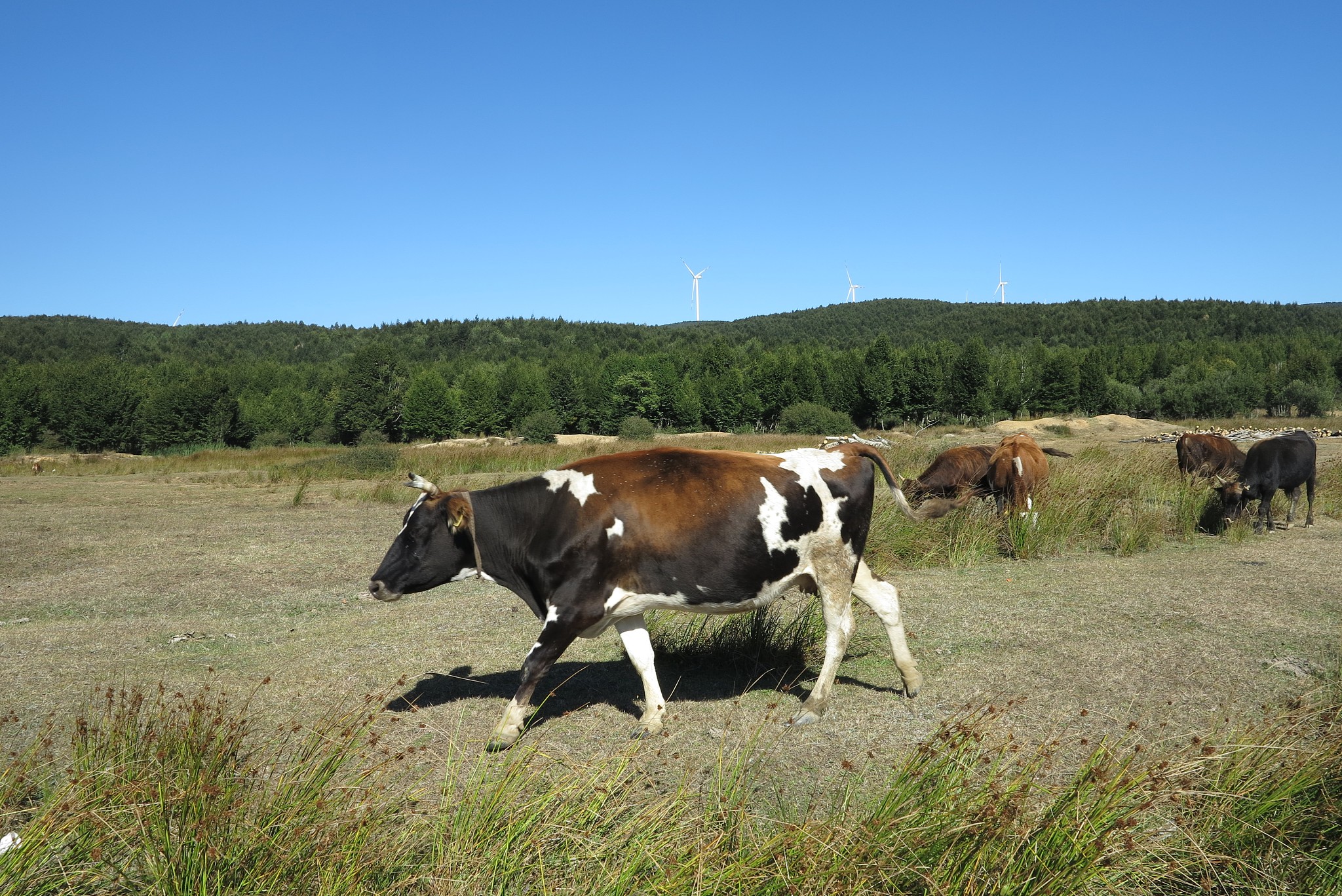 tevikiye plateau cow goat animals nature narck yalova