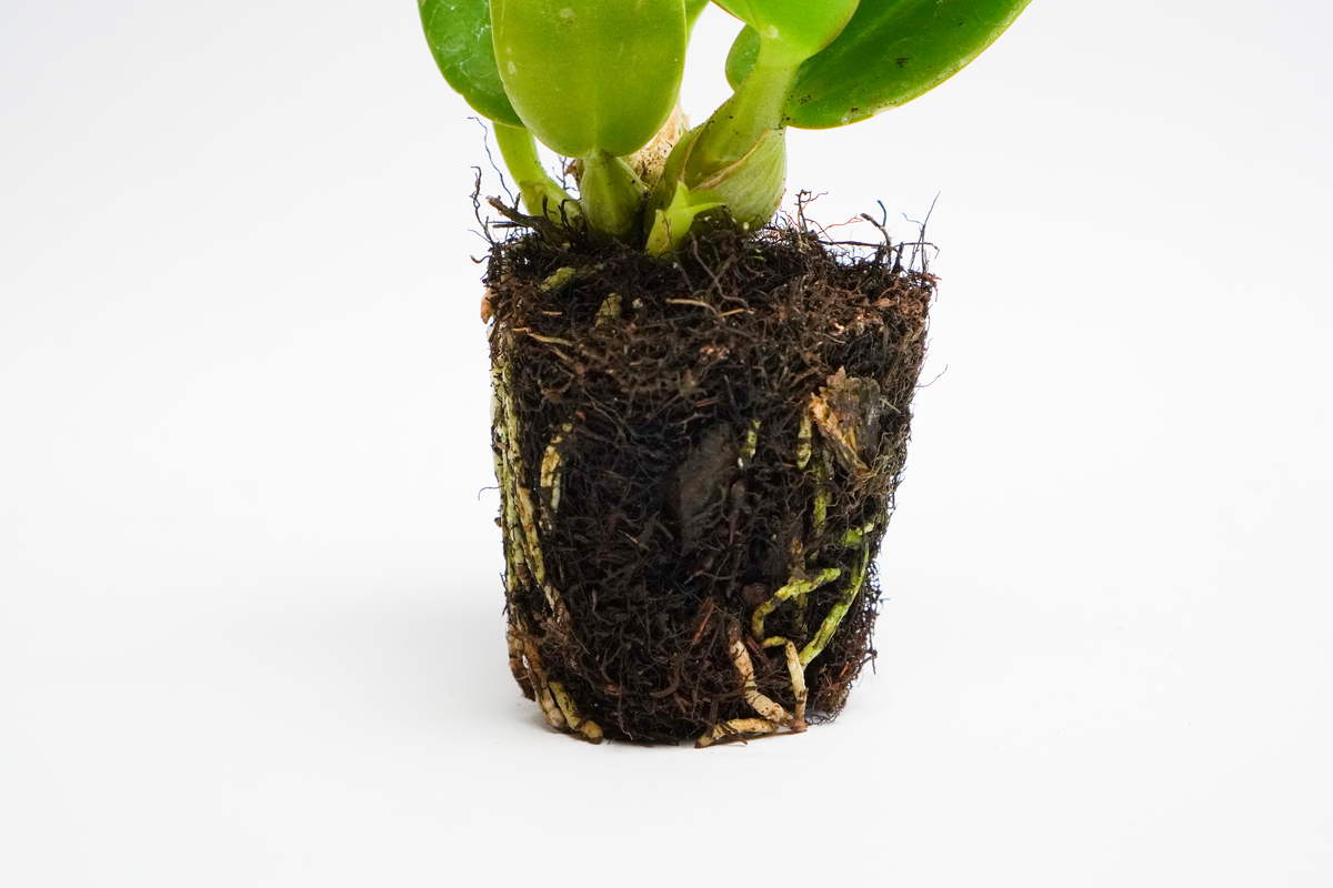 君子兰换盆最佳时间：春季秋季，以及换盆注意事项