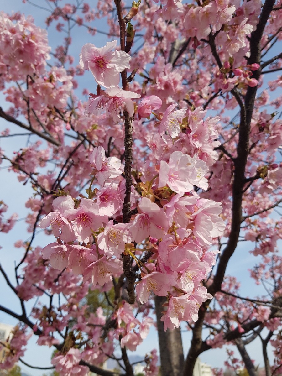 请以樱花为题目写一首诗