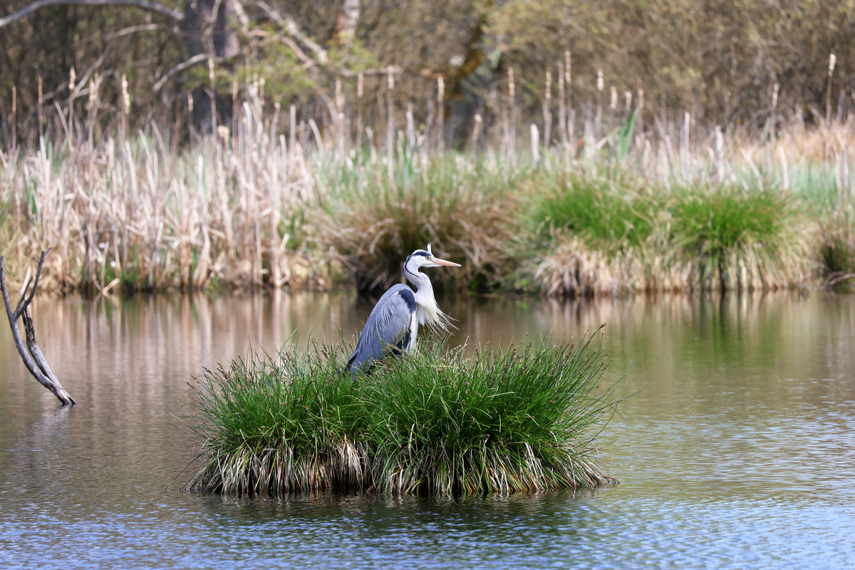 哈尔滨金河湾湿地脊椎动物种类：数量及主要物种