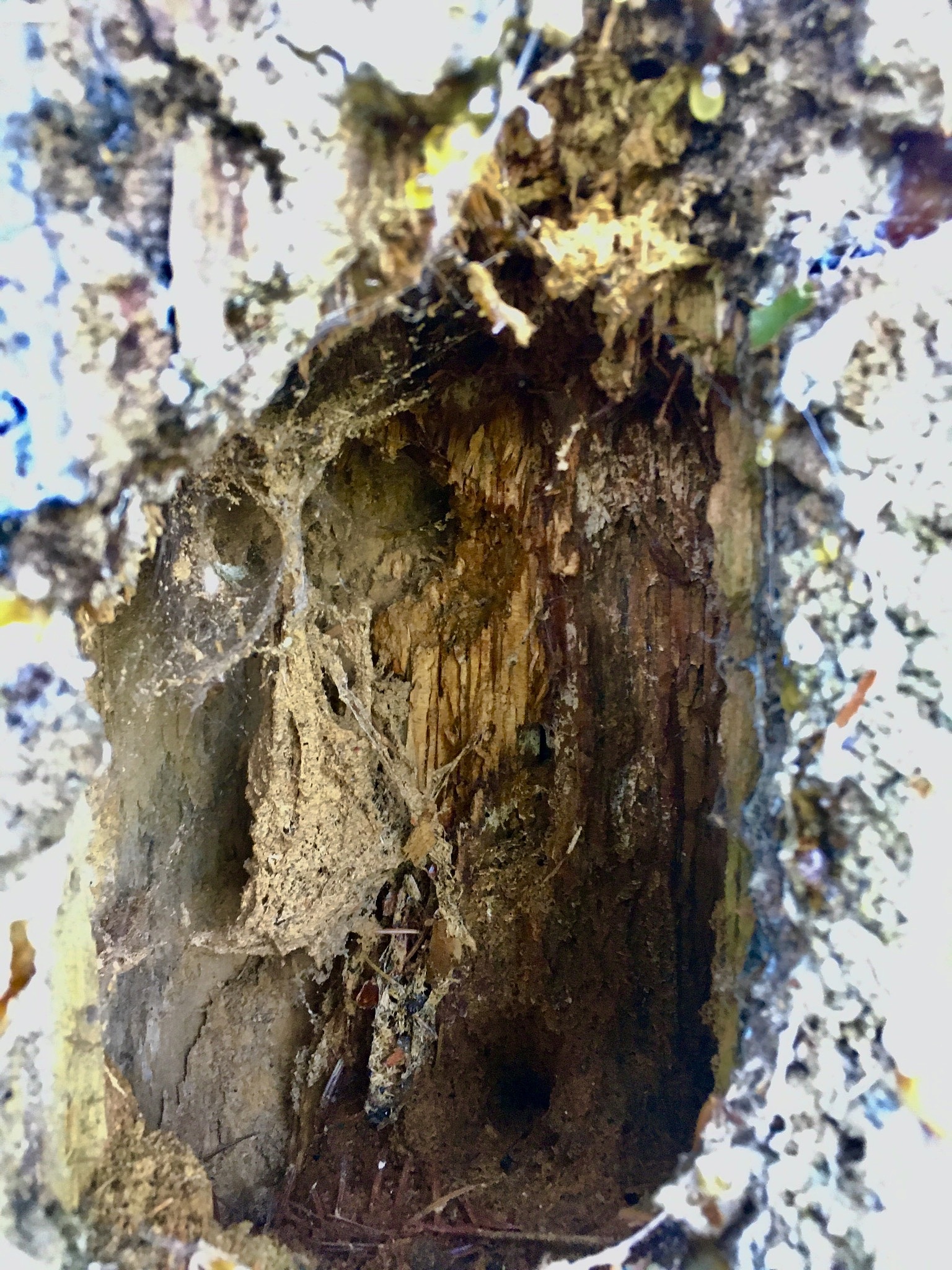 woodpeckers home