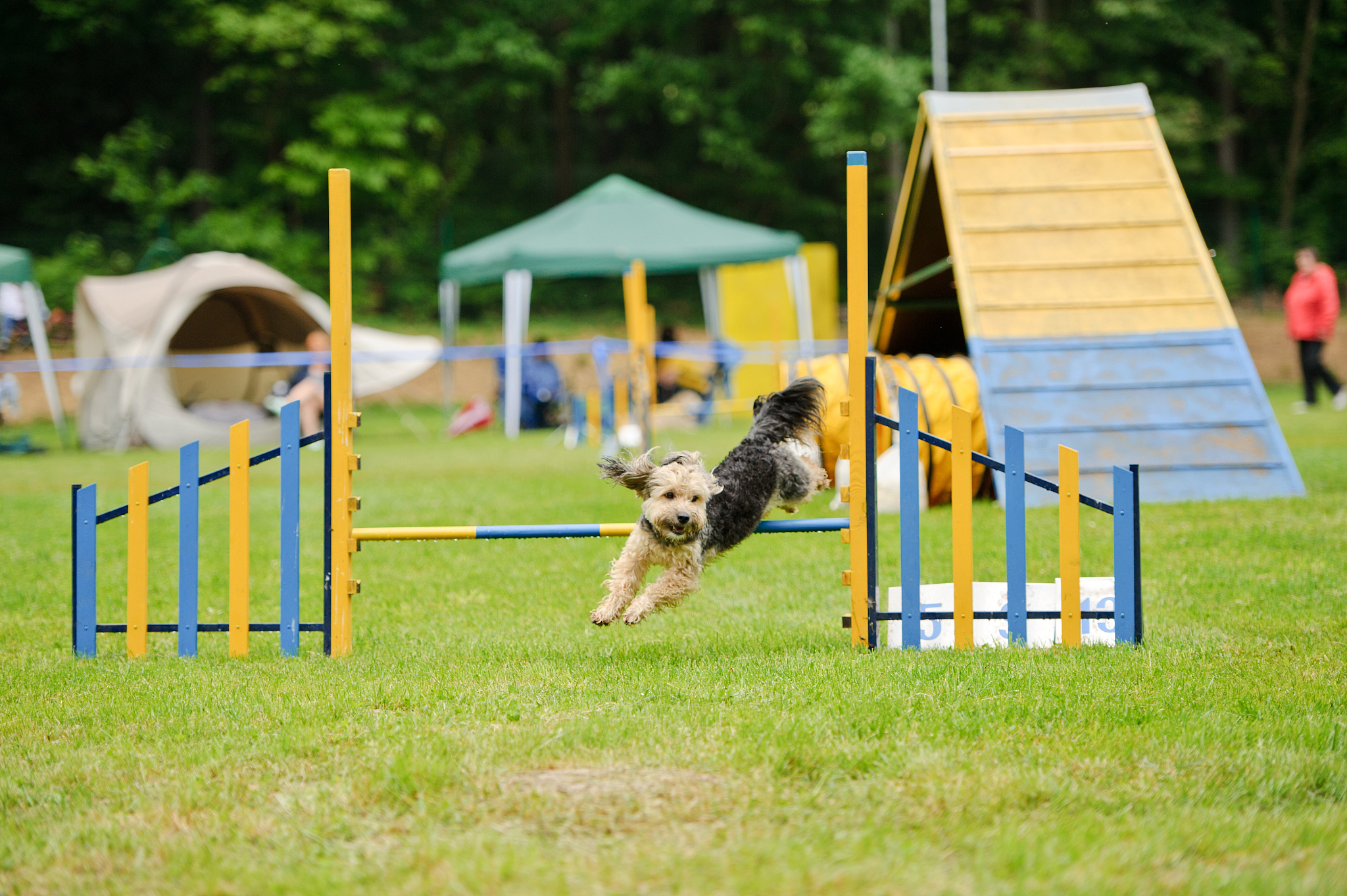 用500字分析宠物犬活动空间的色彩特征 用500字分析宠物犬活动空间的色彩特征