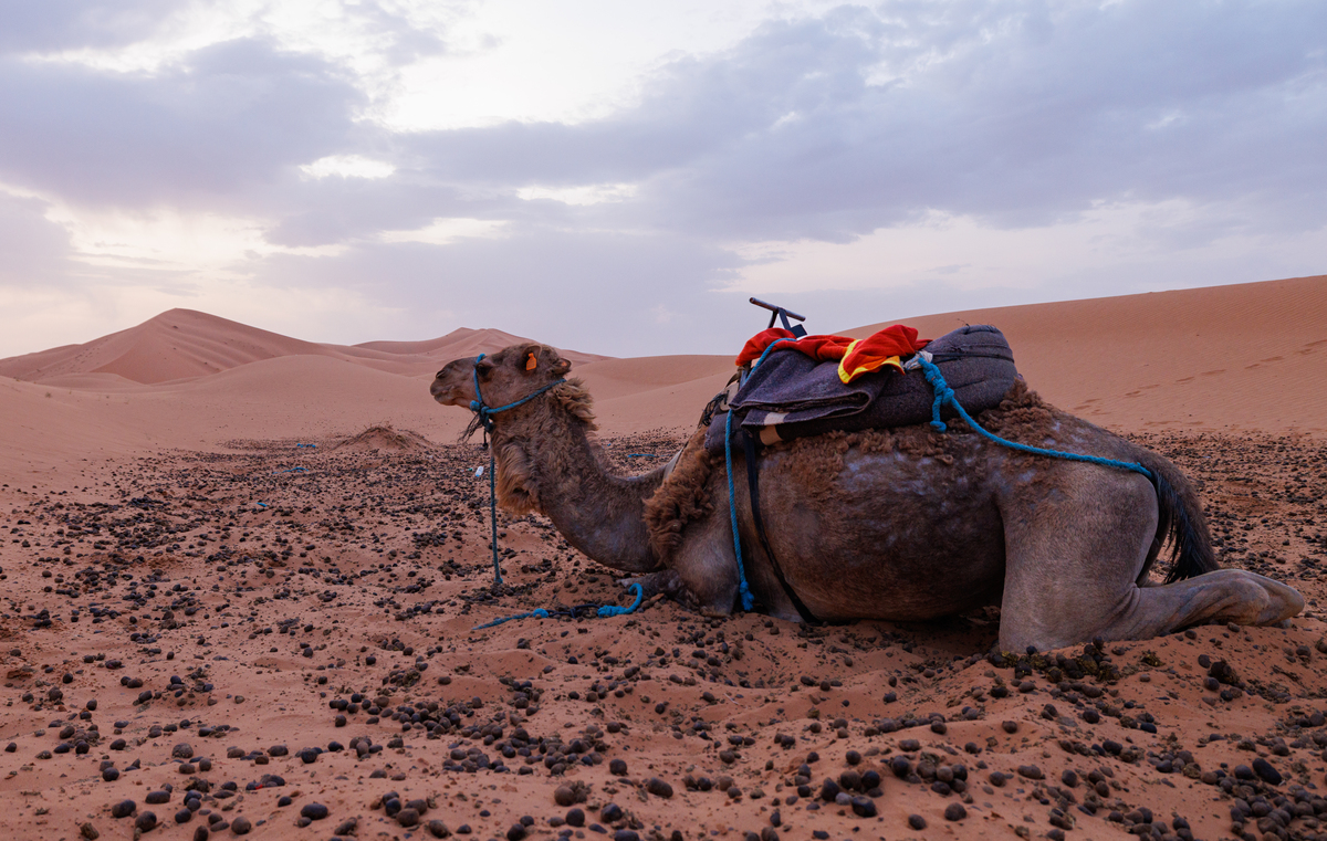 腾格里沙漠旅游攻略：必备装备、行程安排、住宿选择、美食推荐、安全指南