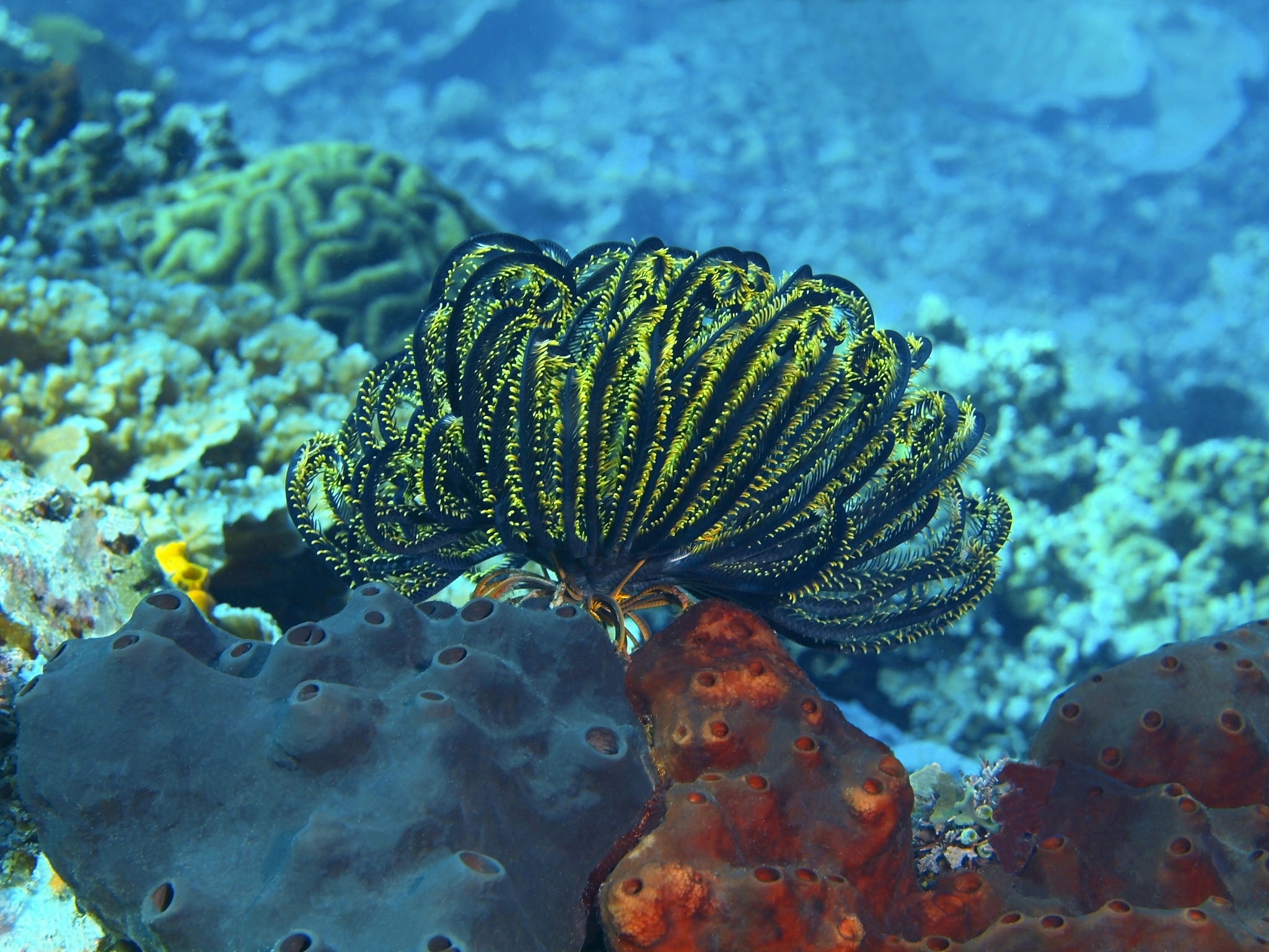 crinoid