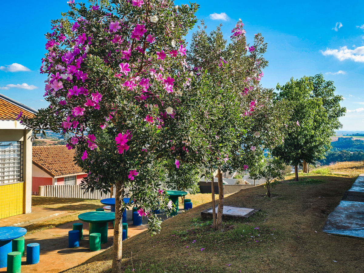 院子不能栽紫薇树的原因是什么花期是什么时候1500字