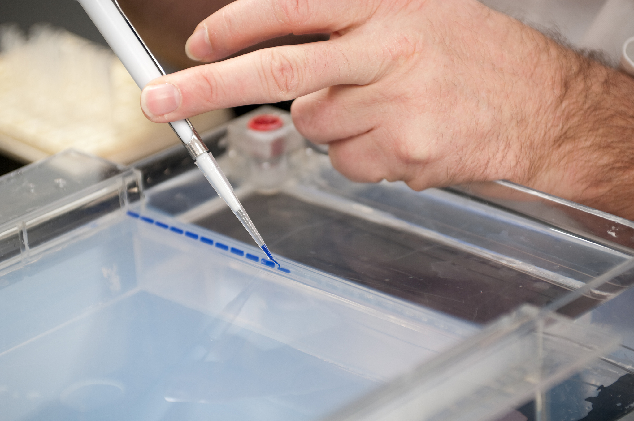 PCR 退火温度：选择、优化和影响因素