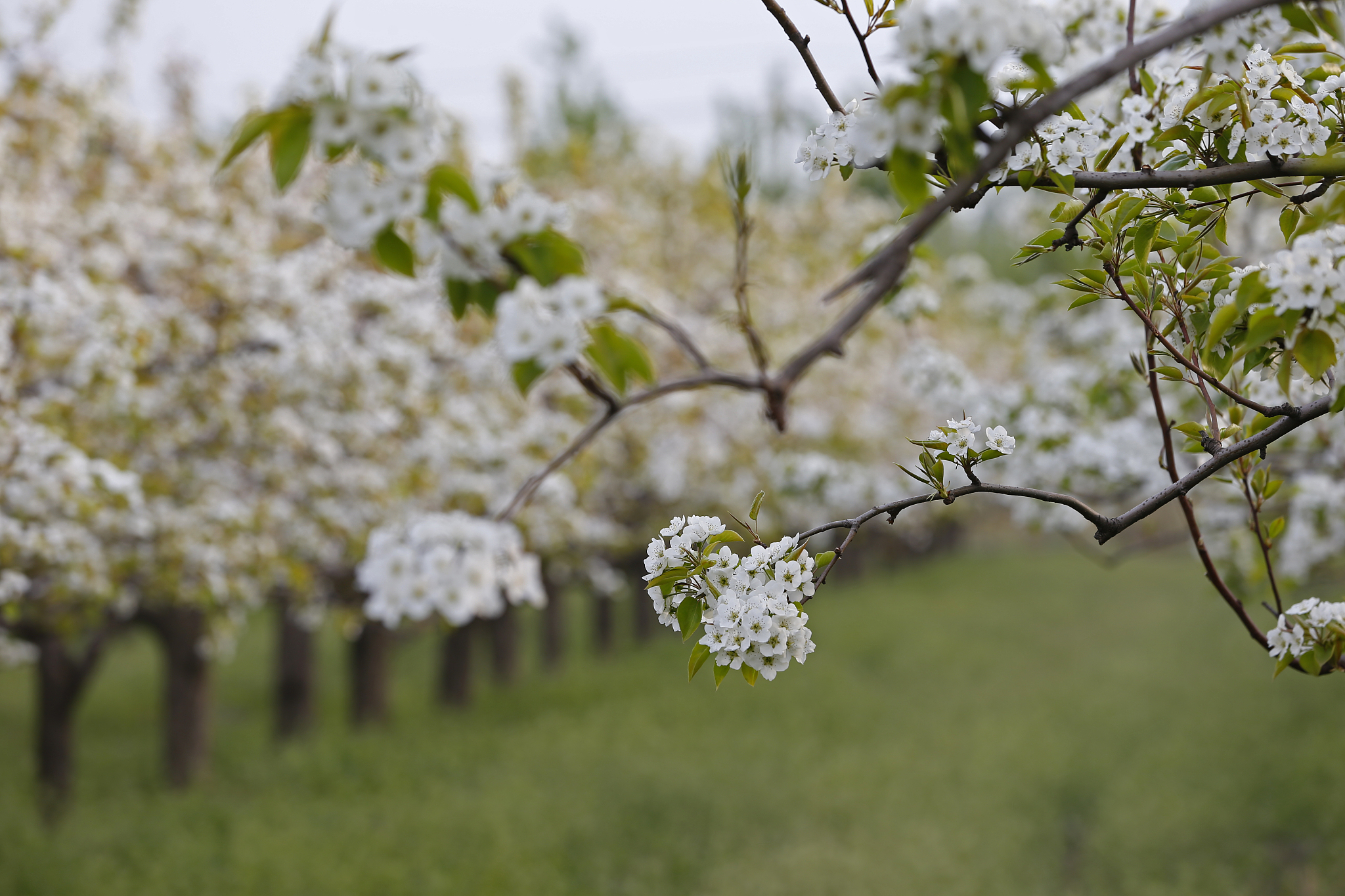 pear flower