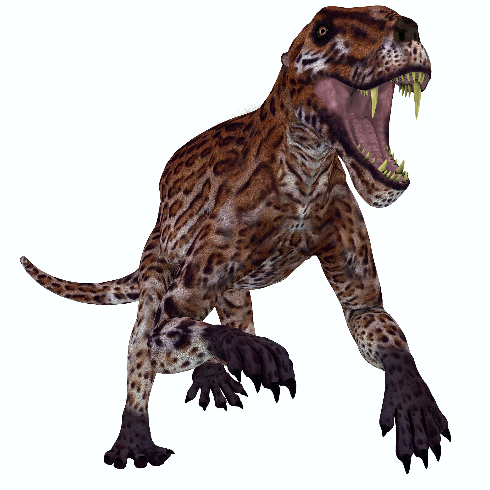 lycaenops permian cat