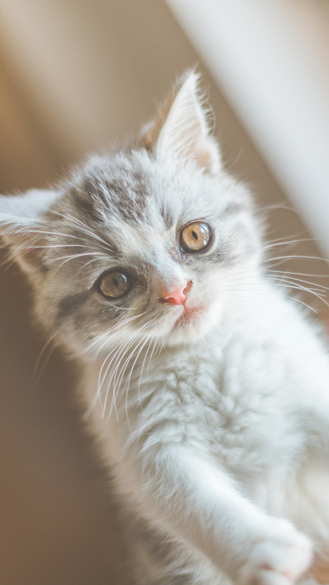 写一篇3分钟宠物猫短视频的文案