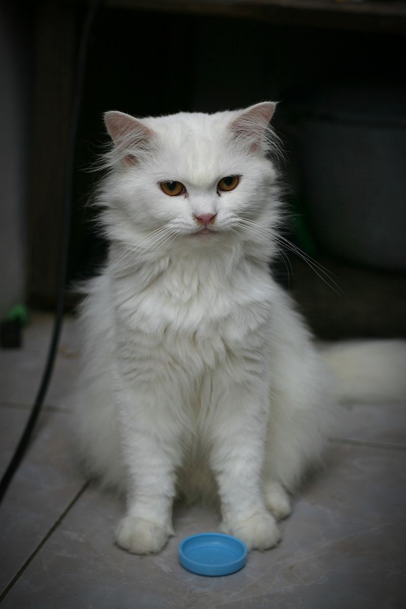 猫什么季节掉毛最严重