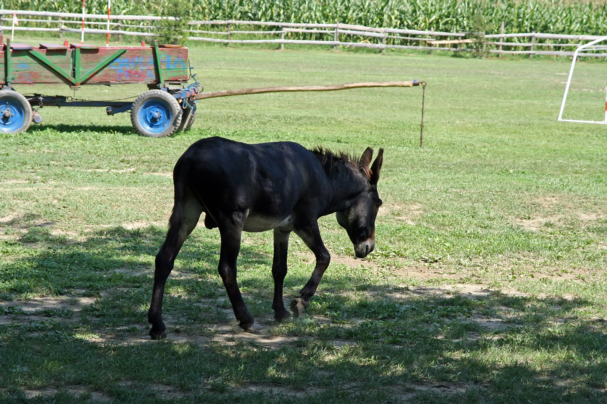 donkey