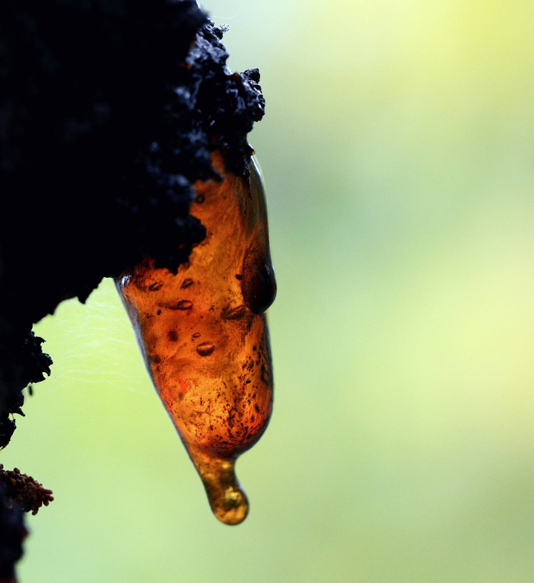 hanging yellow cherry resin with bubbles in it on the cherry tre