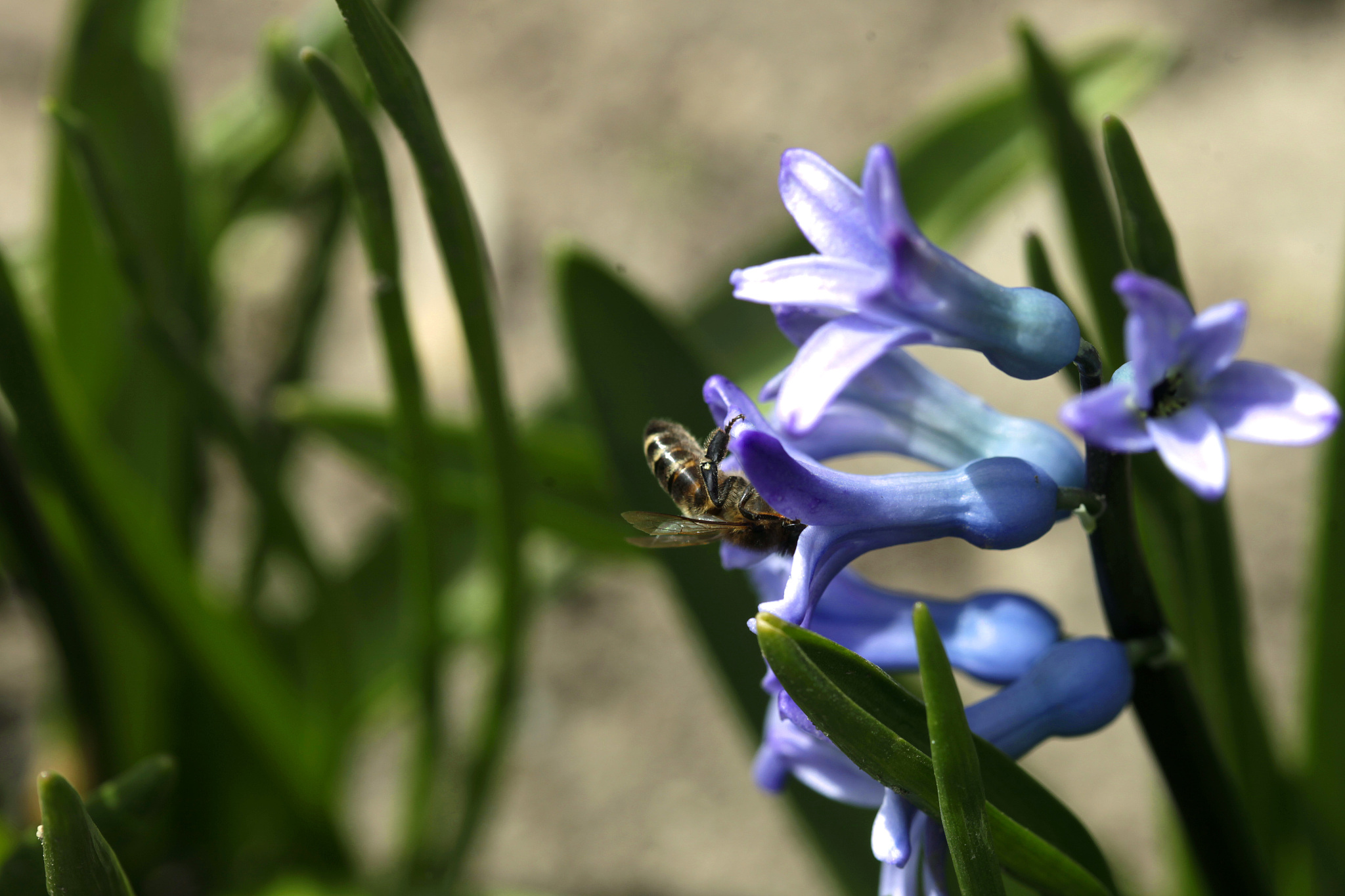 spring plants in garden