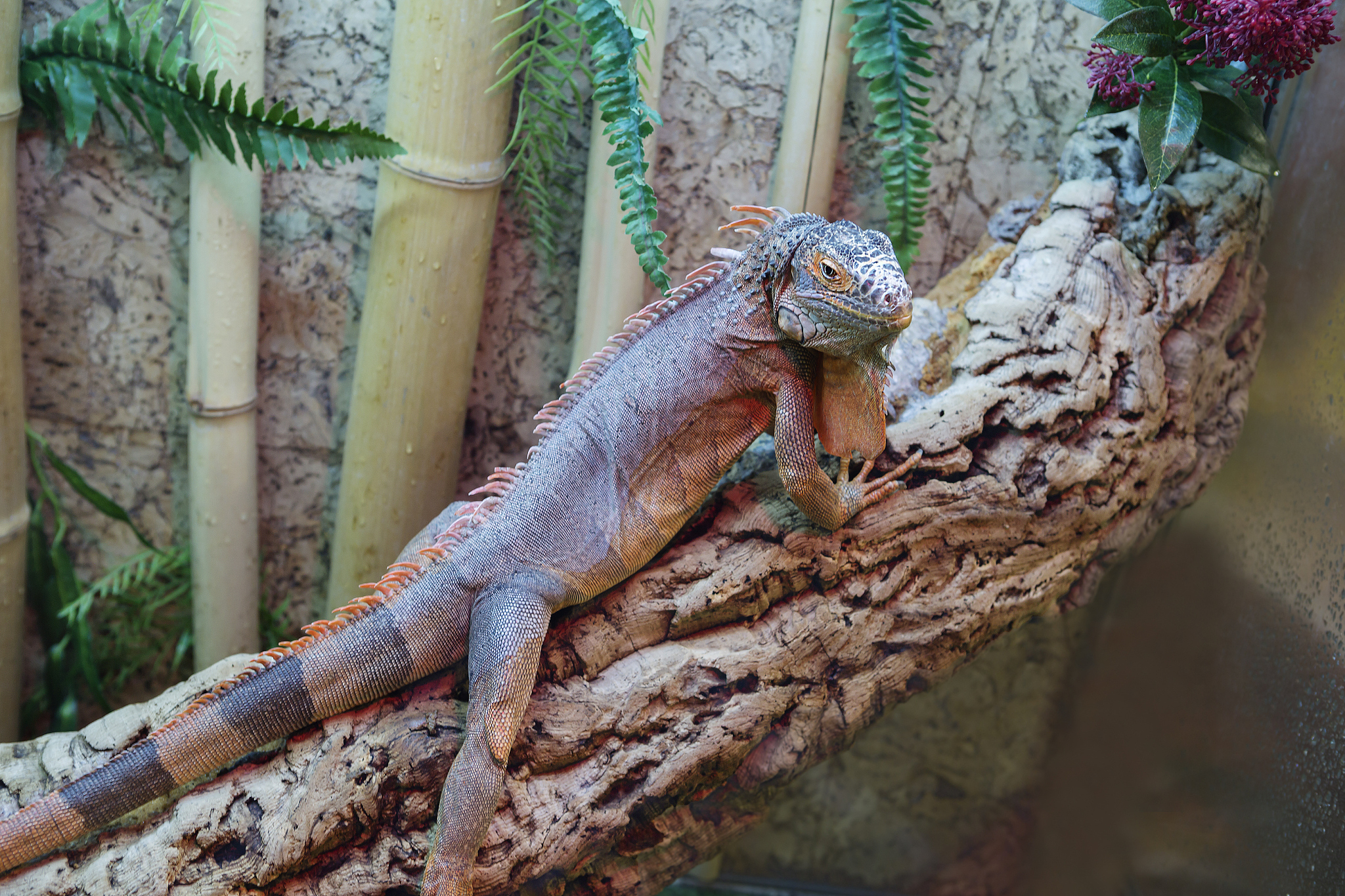 绿鬣蜥五一以后放开吗回答及拓展