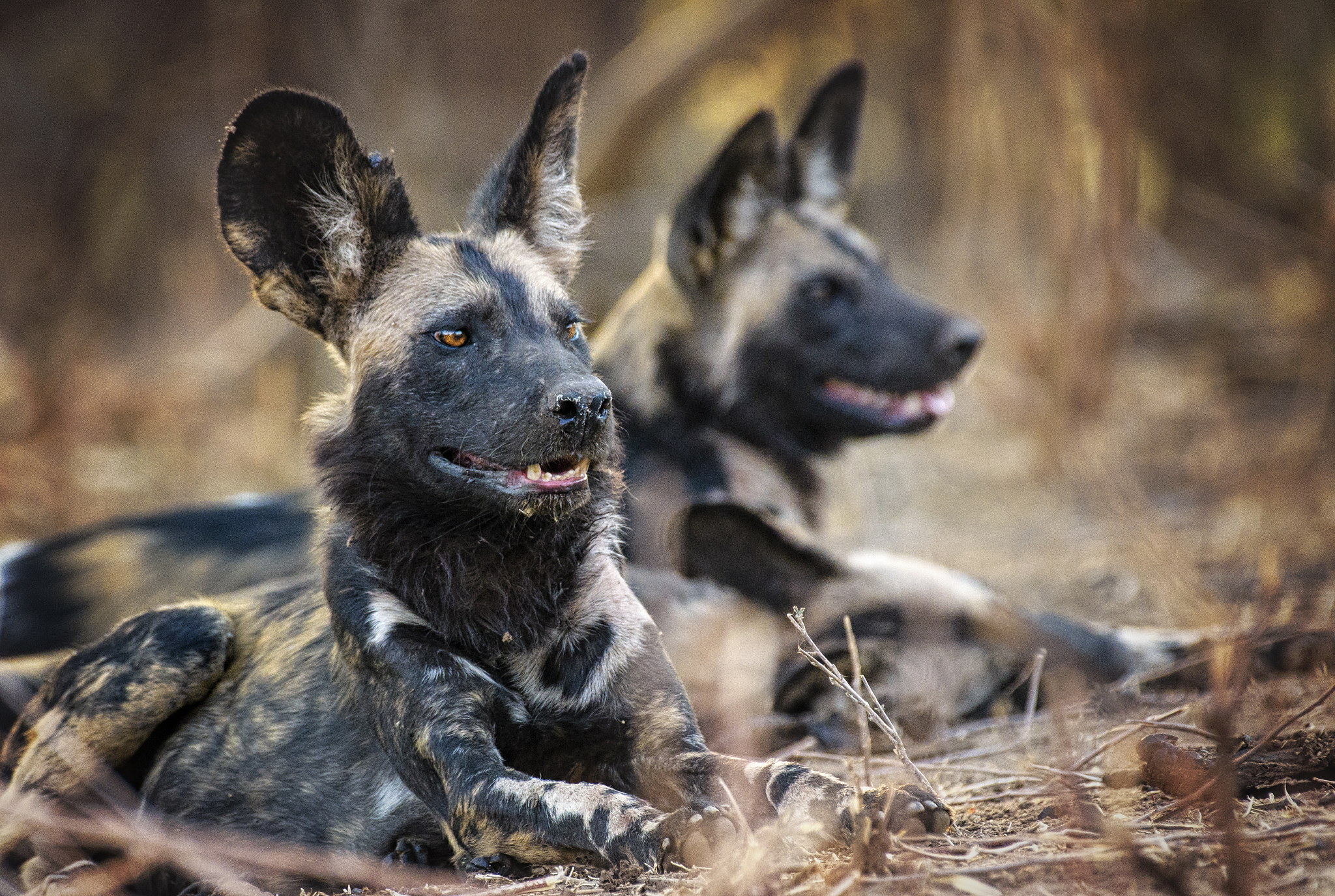 pair of painted wolves in the nyakasanga pack in mana pools, zim