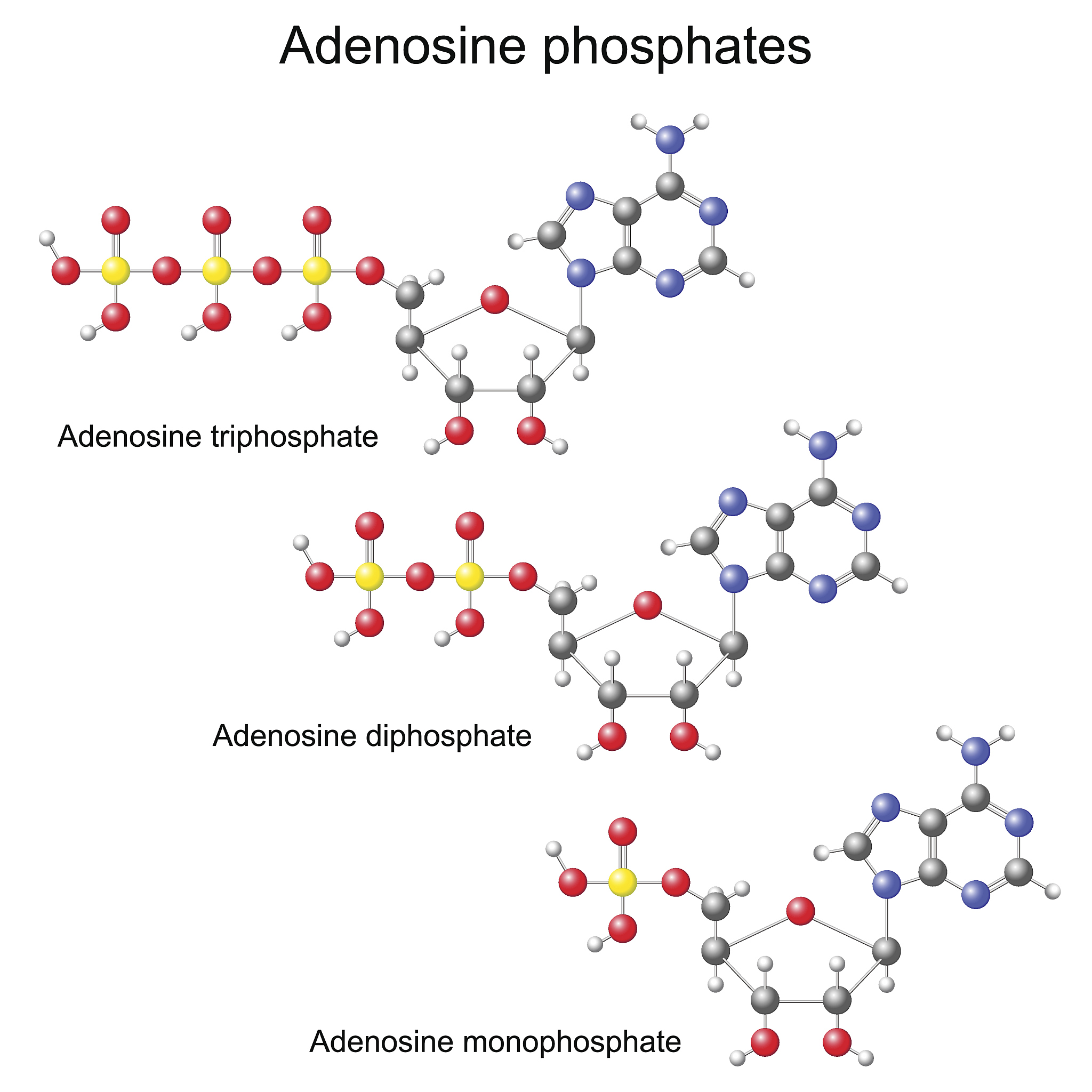 帮我翻译：初生代谢产物主要包括：氨基酸及其衍生物69个1332、脂质44个849、核苷酸及其衍生物类37个714、有机酸27个521、糖及醇类21个405、维生素11个212