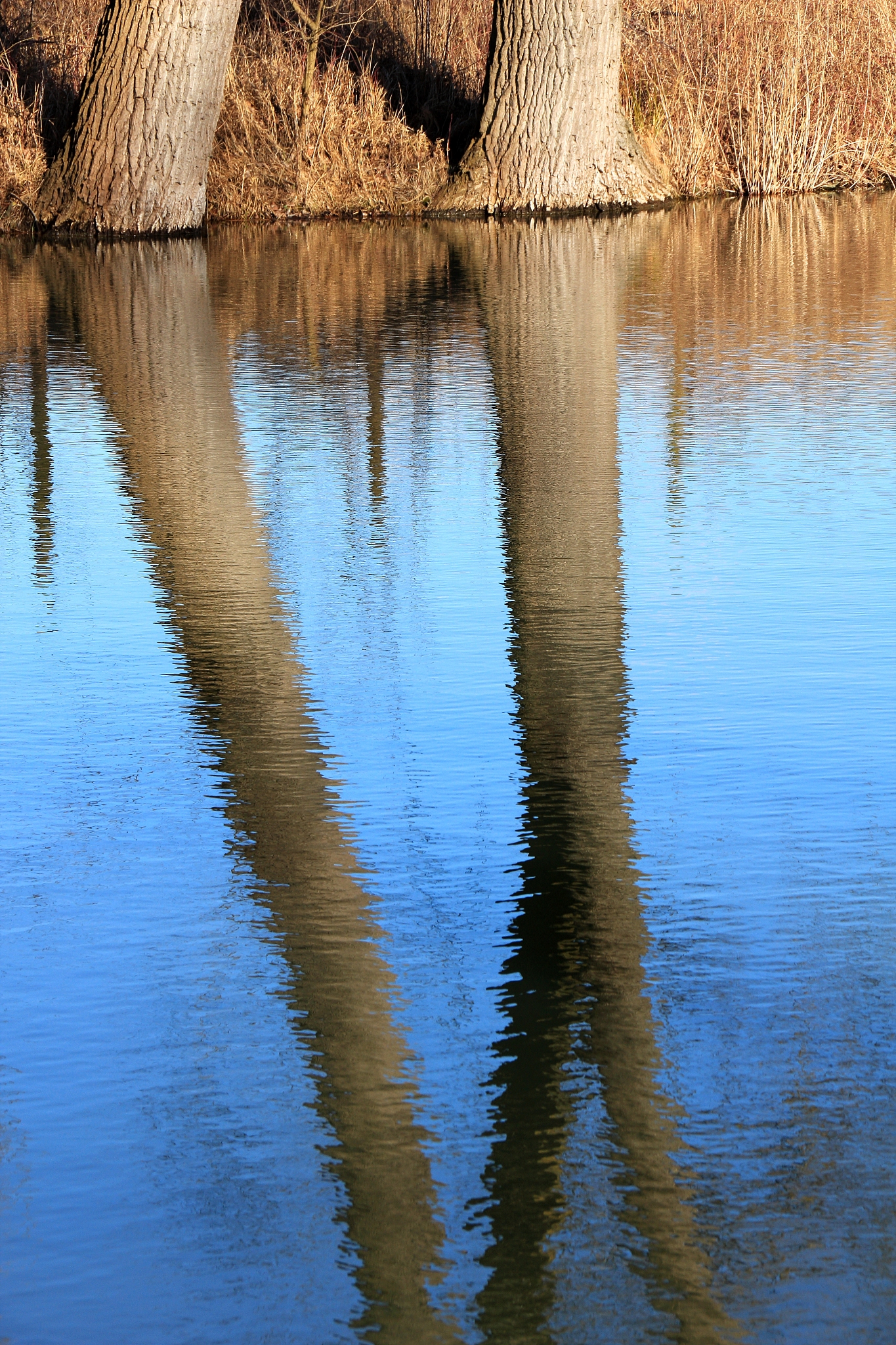 tree and water