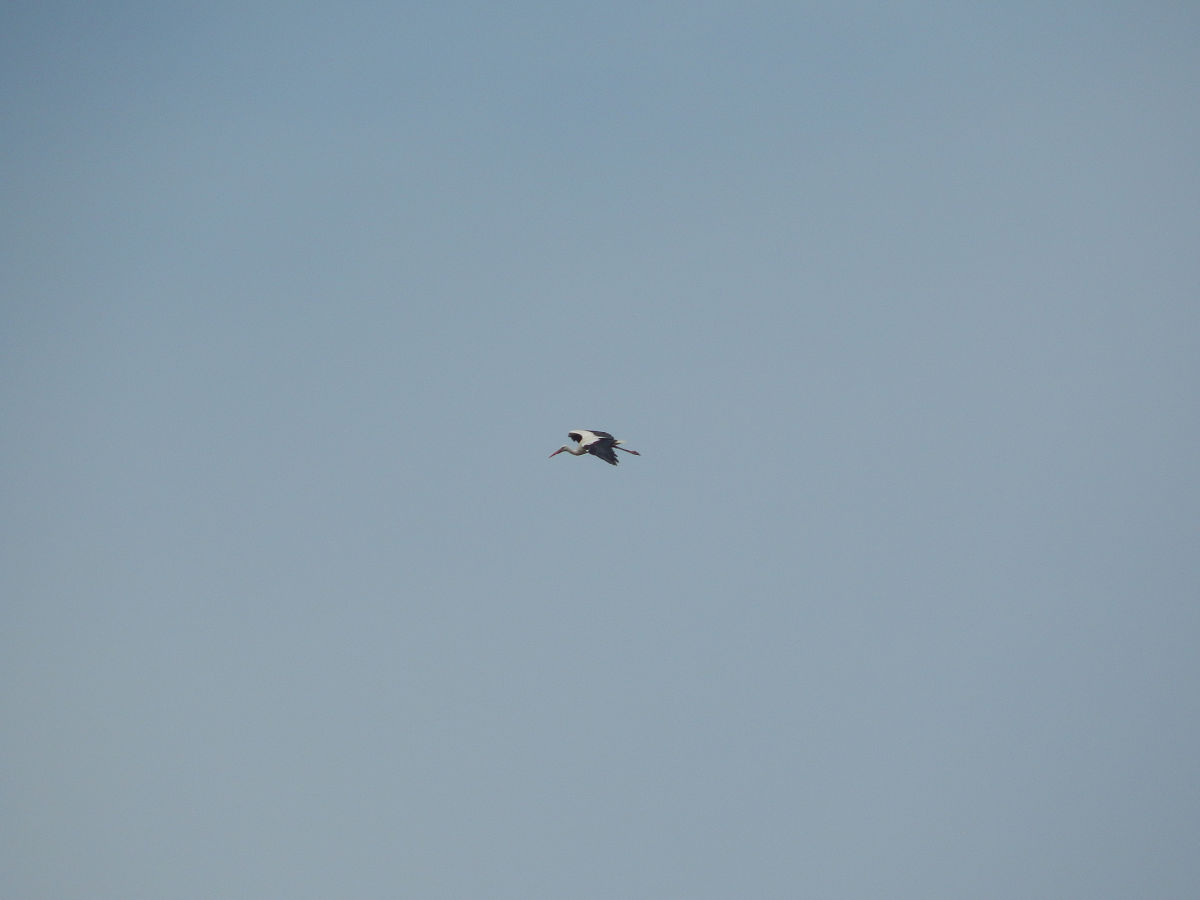 李白风格：关于鸟的诗歌