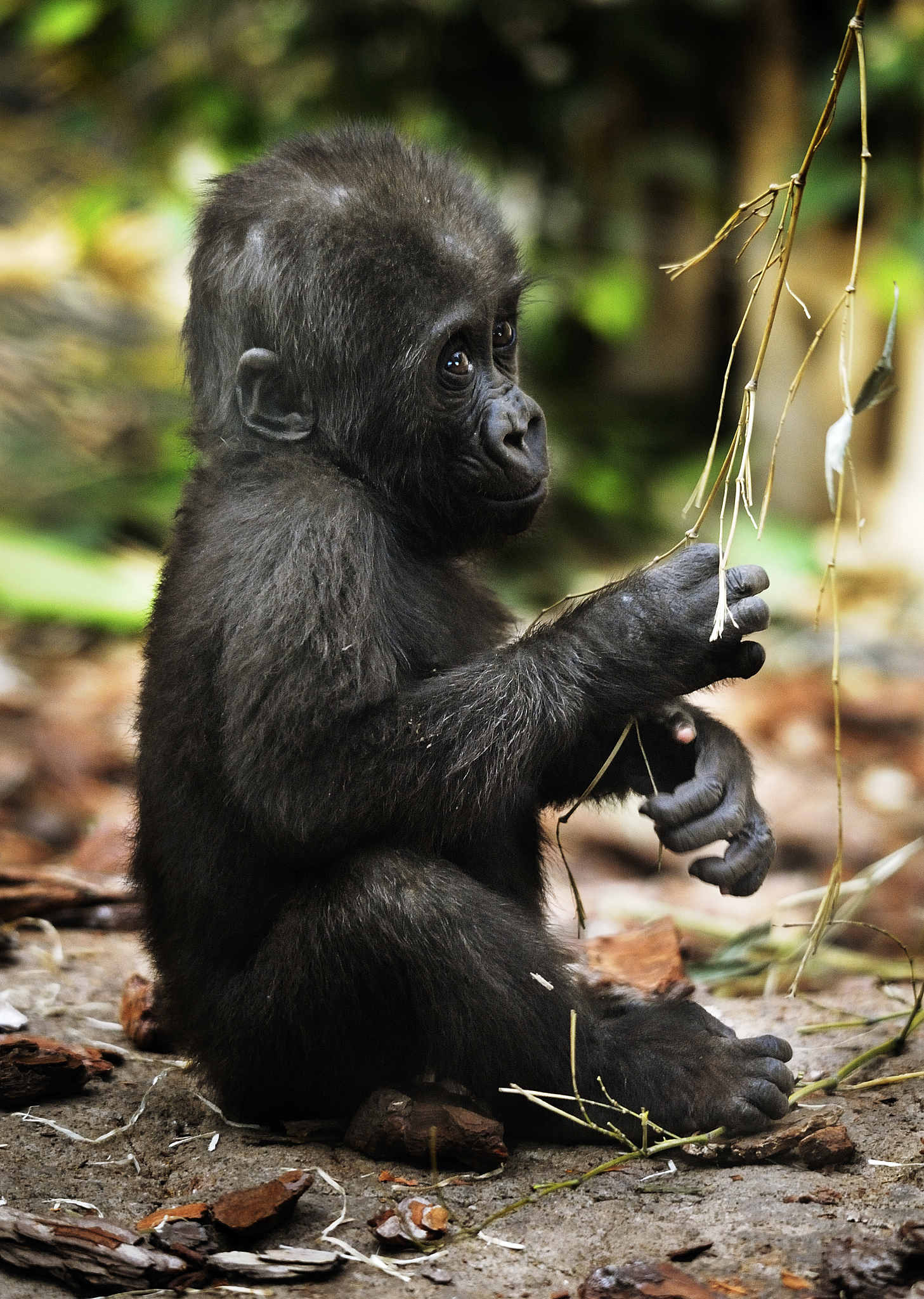 baby gorilla close up