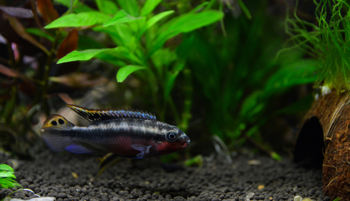 雷龙和曼龙谁更好养鱼