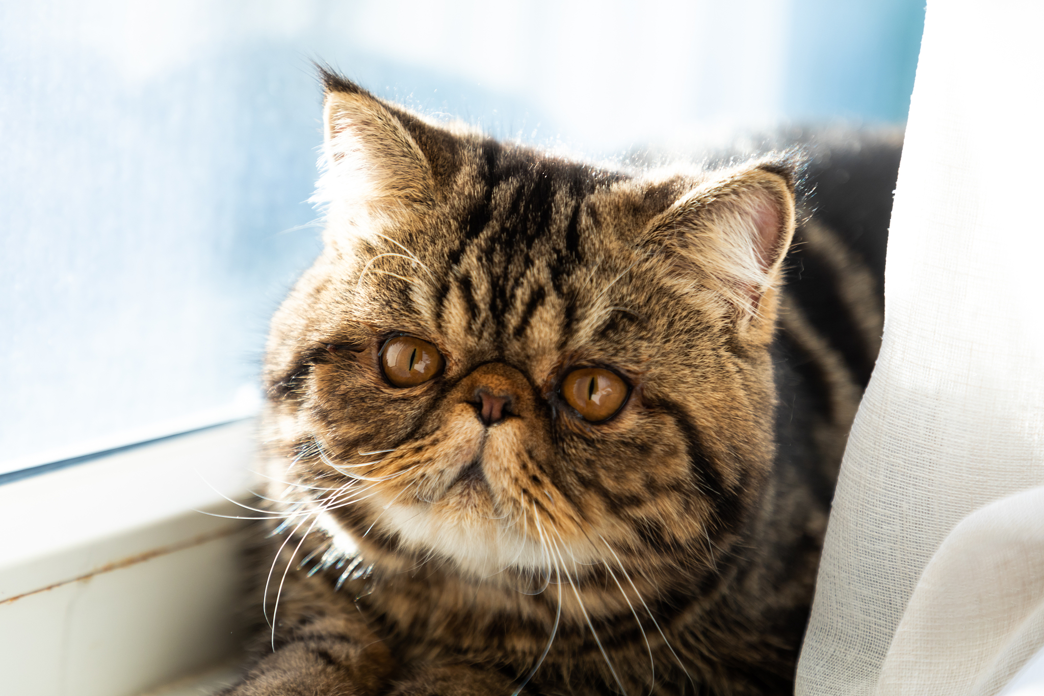 persian exotic cat behind curtainlooking