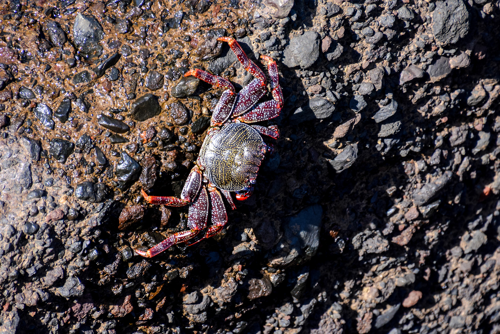 请下以下文章不删减的情况下以一个科普博主的口吻加入一些观点进去：你知道吗你每吃掉一只帝王蟹都在为拯救世界做出贡献。今天就带你了解一下在海洋中泛滥成灾的帝王蟹。大家先点个赞活跃一下账号然后继续往下看。全球有超过4500种蟹类帝王蟹并不是最大的。地球上最大的螃蟹是一种叫甘氏巨獒蟹的蜘蛛蟹展开腿后可达到42米。帝王蟹不仅不是最大的螃蟹甚至可以说它根本不是螃蟹。或许你会有点疑惑让我给你解释一下。蟹类被分为