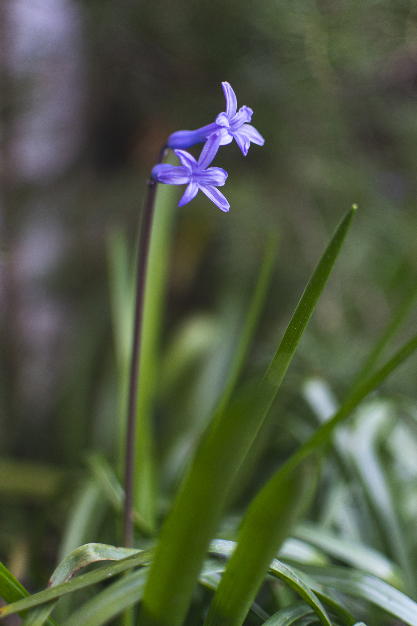 beautiful blue hyacinth flower in garden in early spring