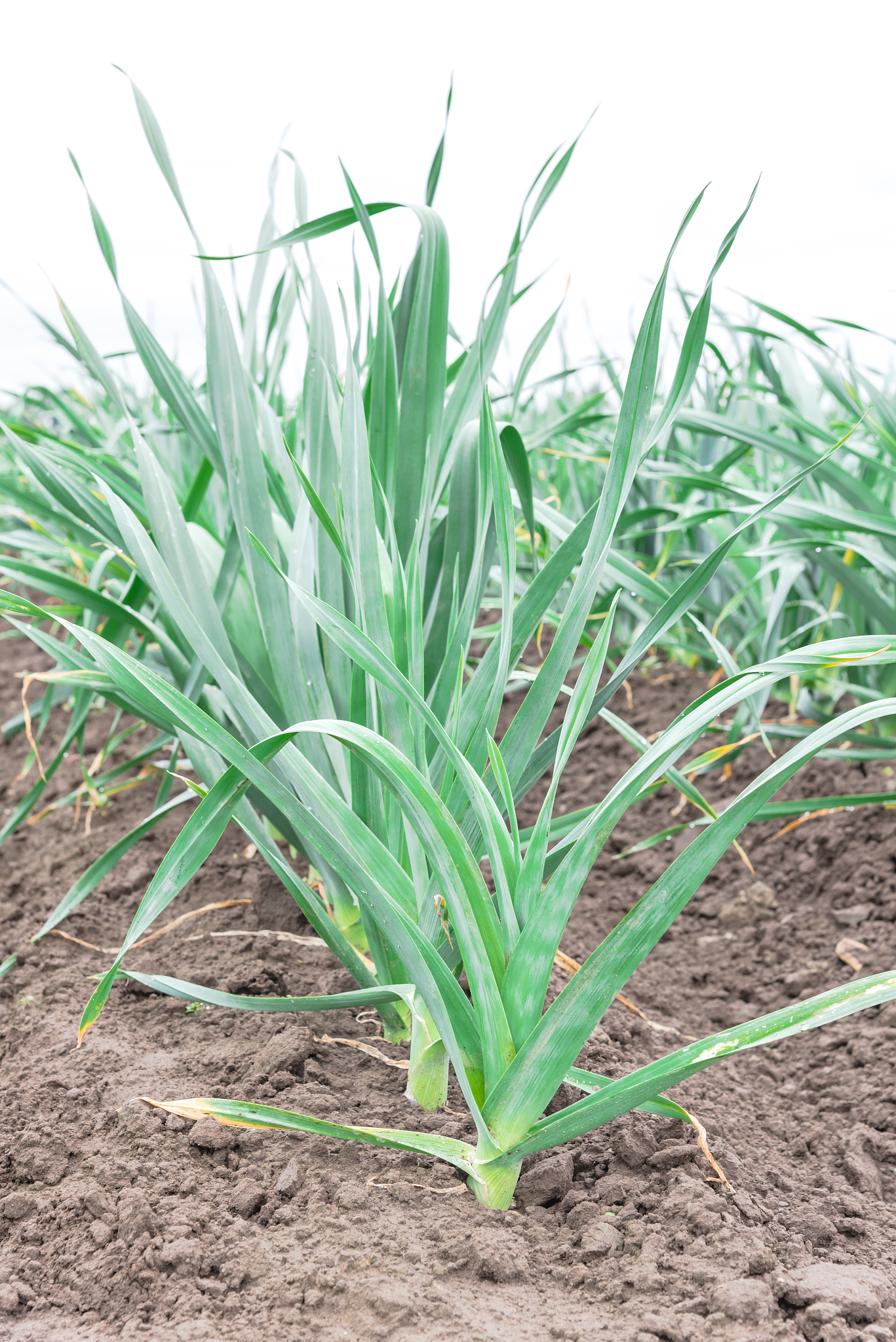 close-up single row of leek plants cultivating in farm isolated 