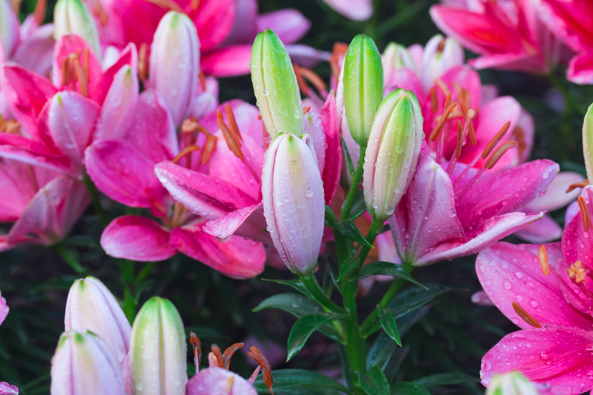 写关于花的作文