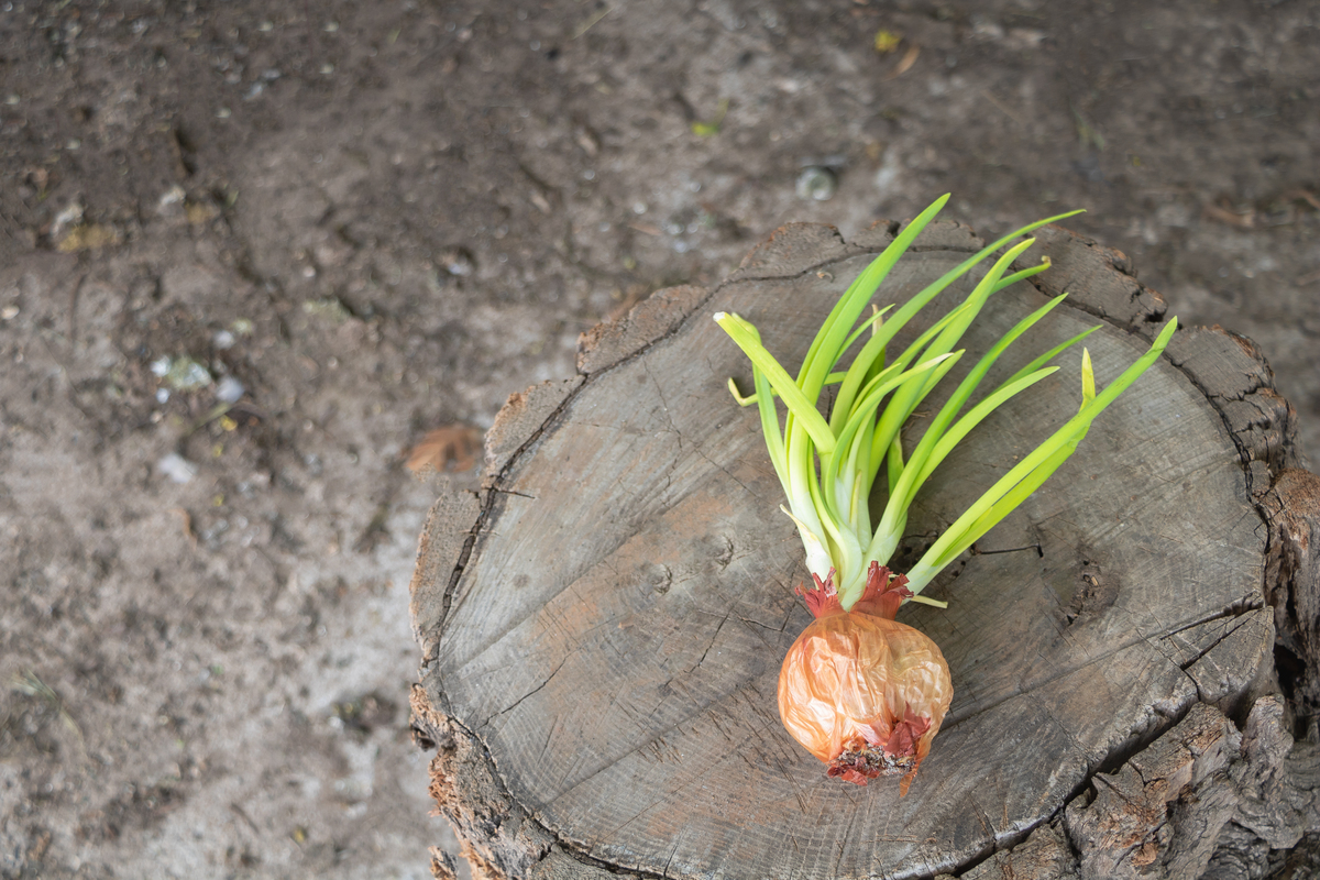 葱蒜类植物繁殖方式：3种常用方法