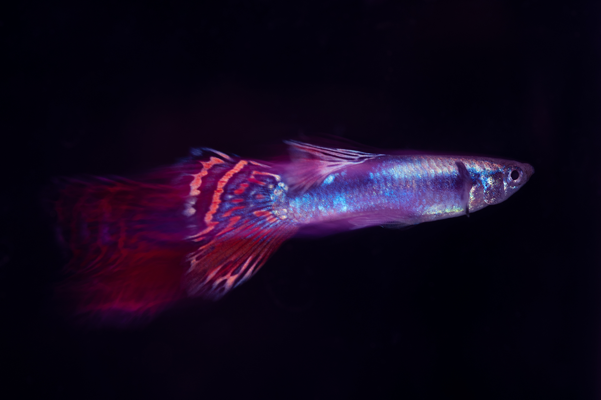 基因发光观赏鱼：市场新机遇与商业计划