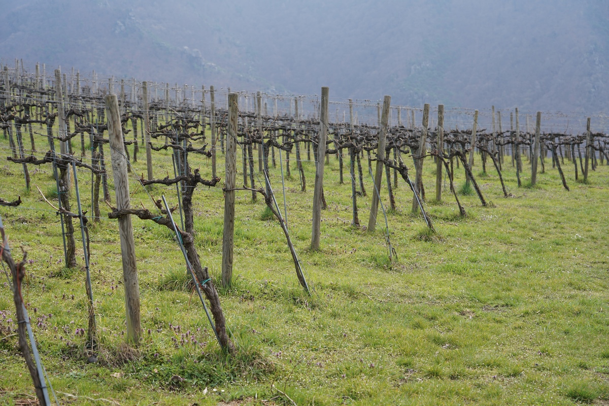 葡萄如何施肥 葡萄断根施肥