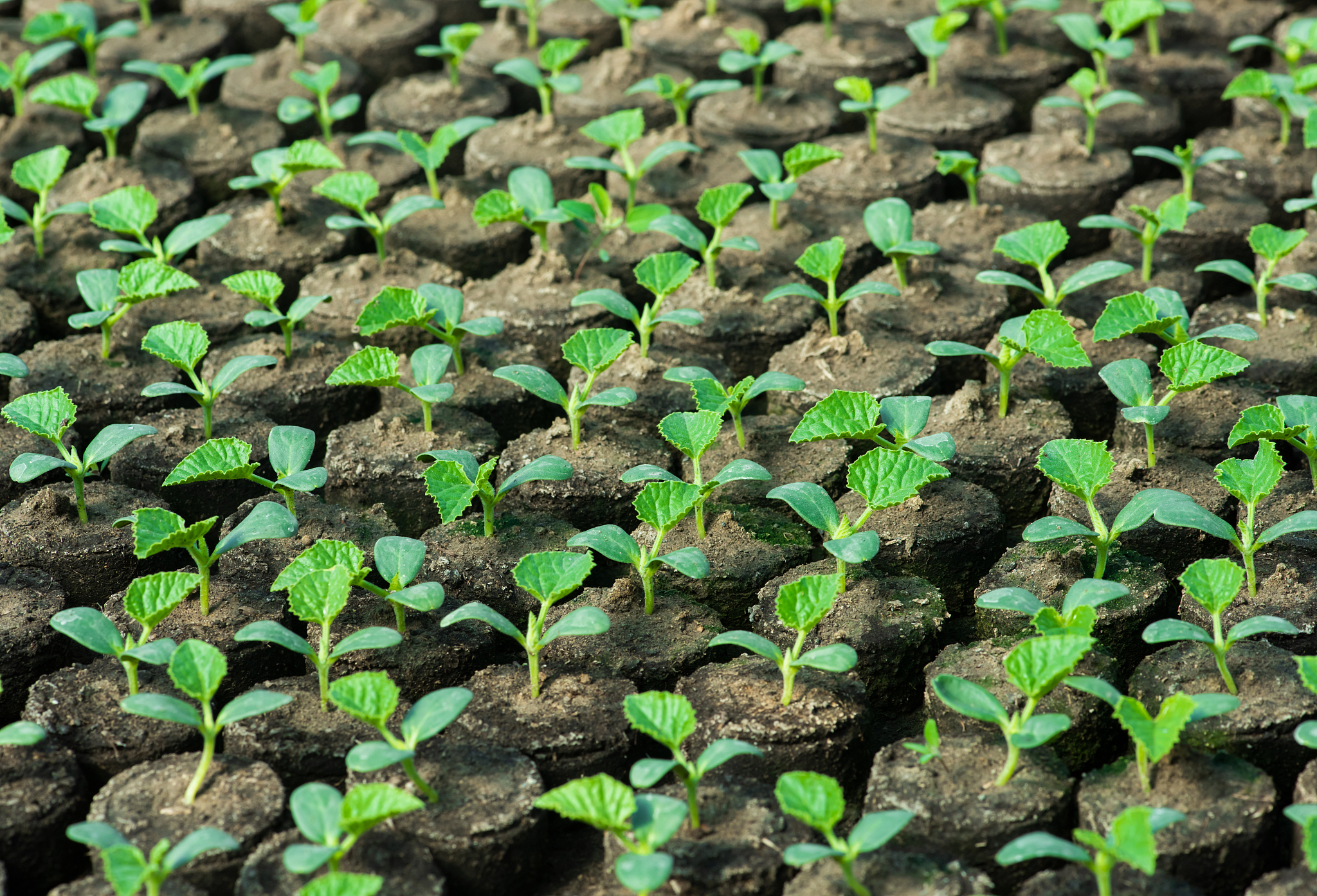 你好帮我分析一下目前国内外蔬菜育苗研究现状