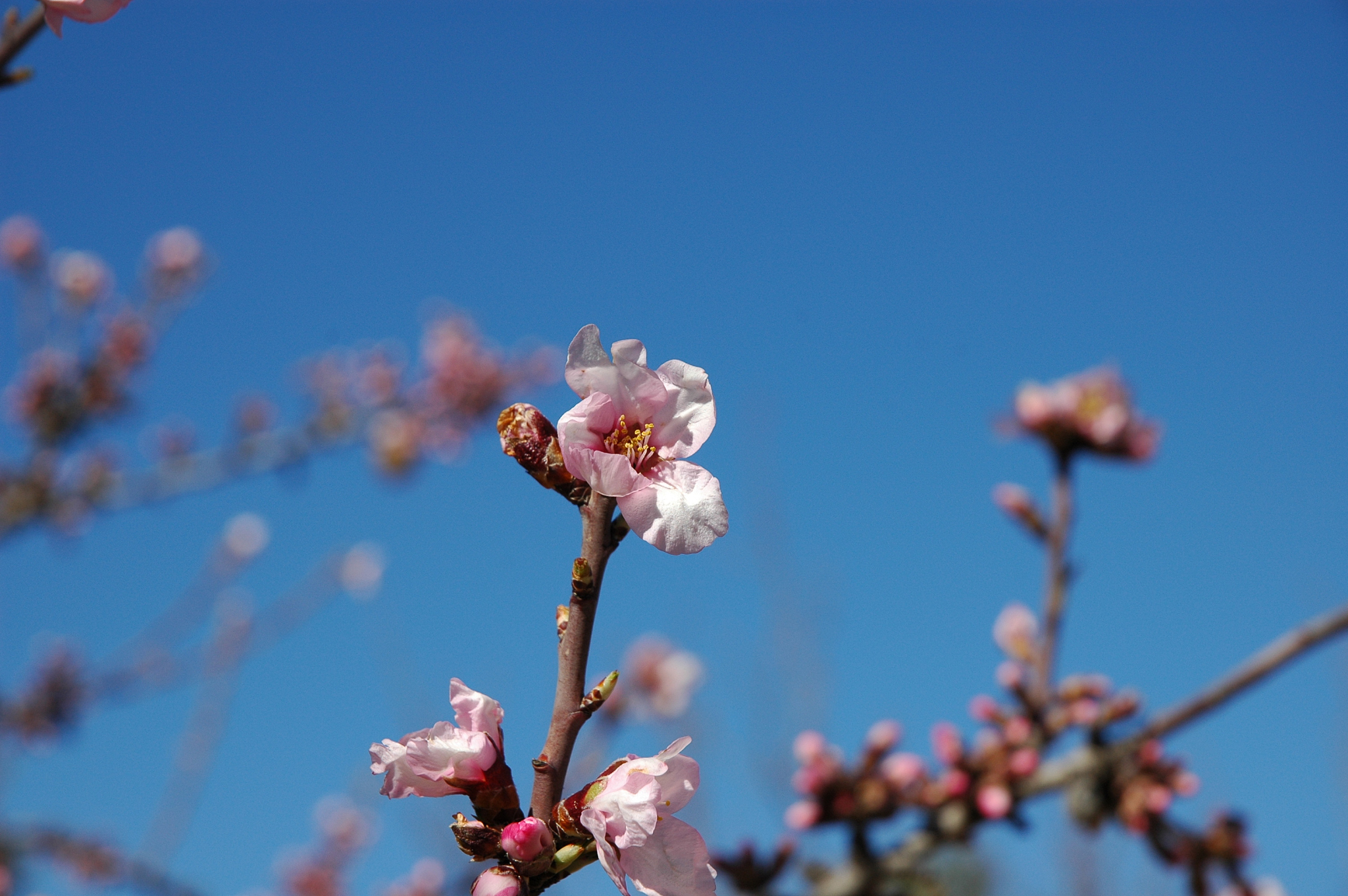 mandelblüte in spanien