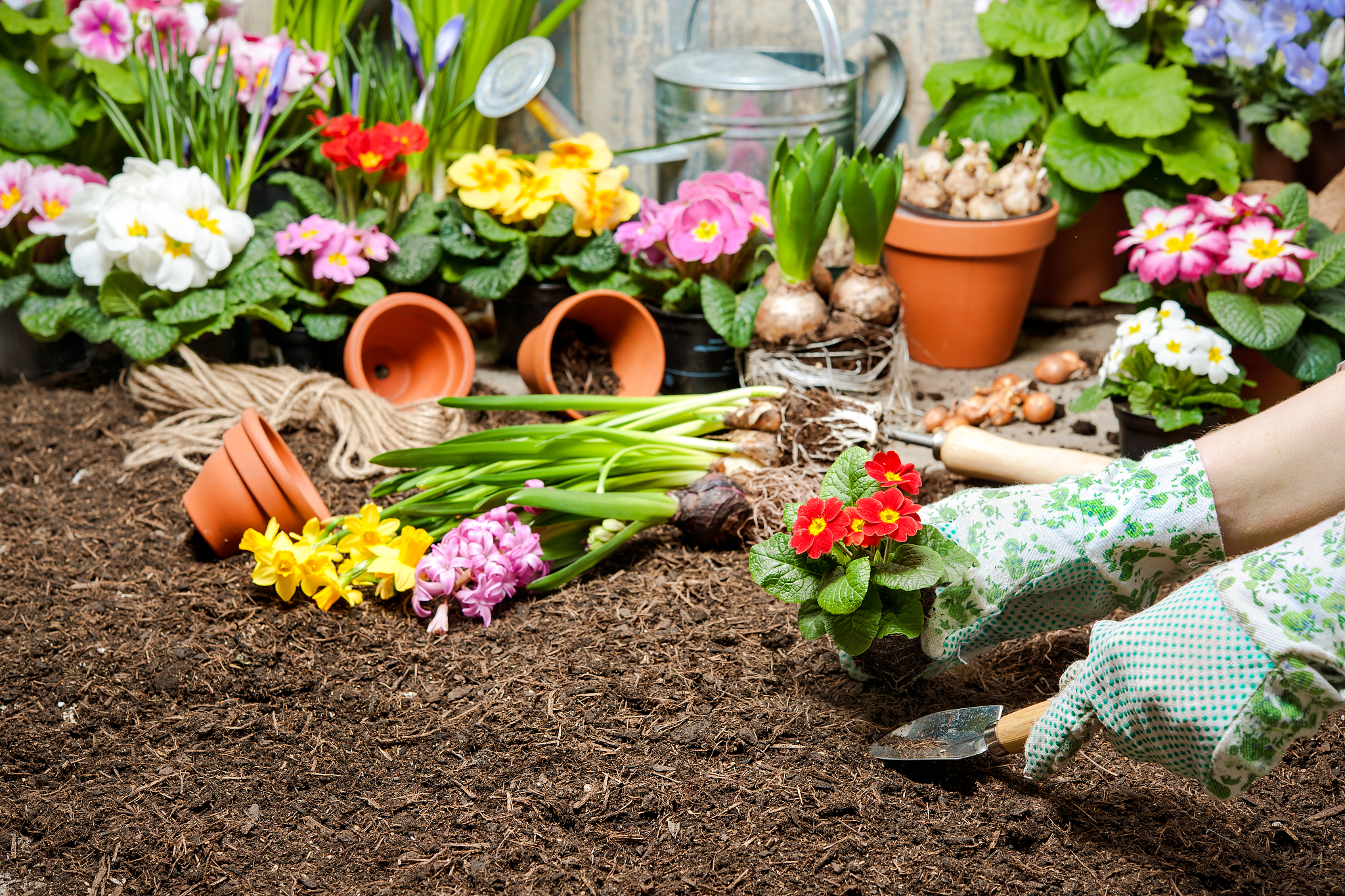 Green Thumb Guru: A Friend's Passion for Planting