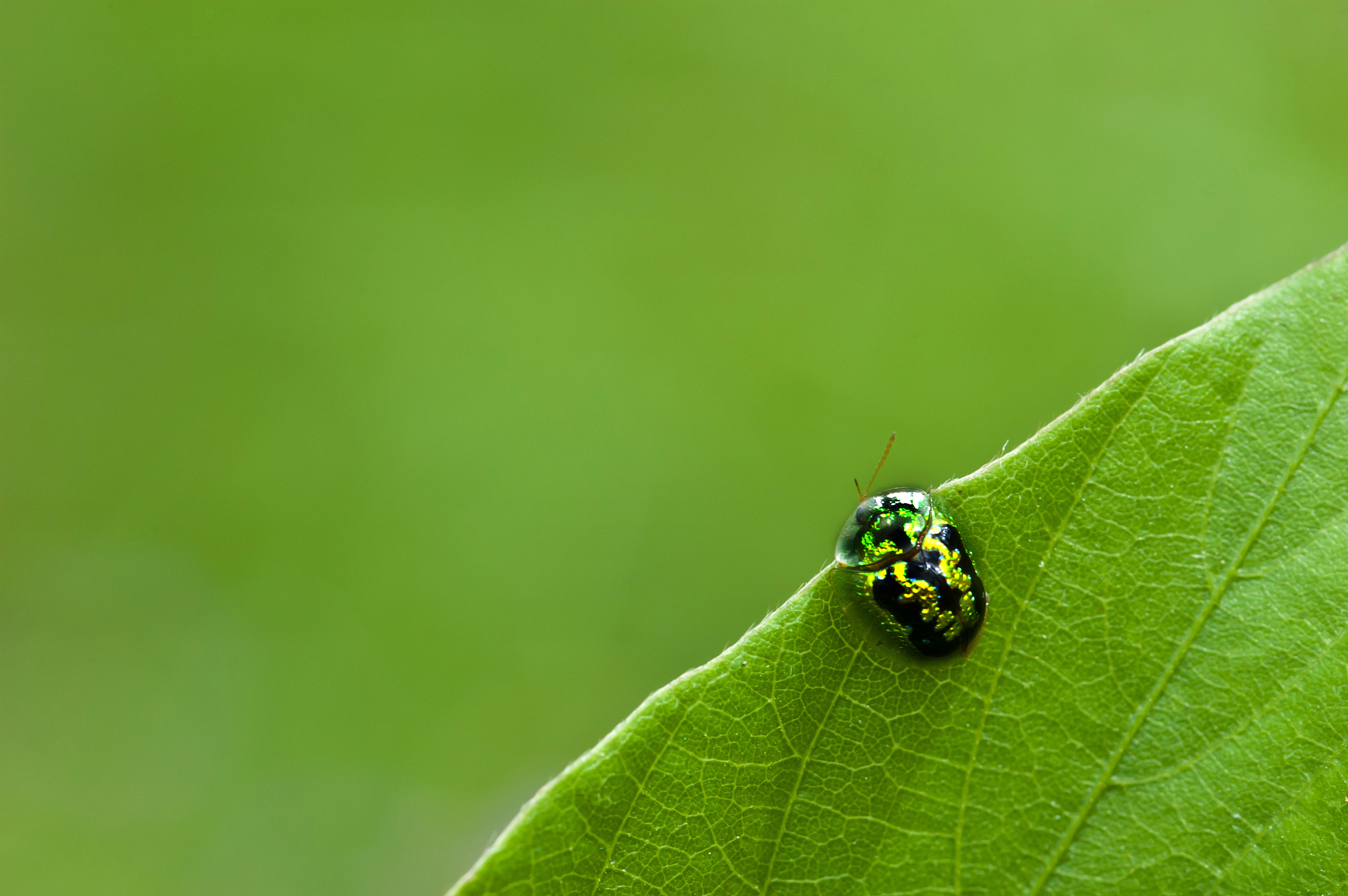 ladybug on a green leaf macro