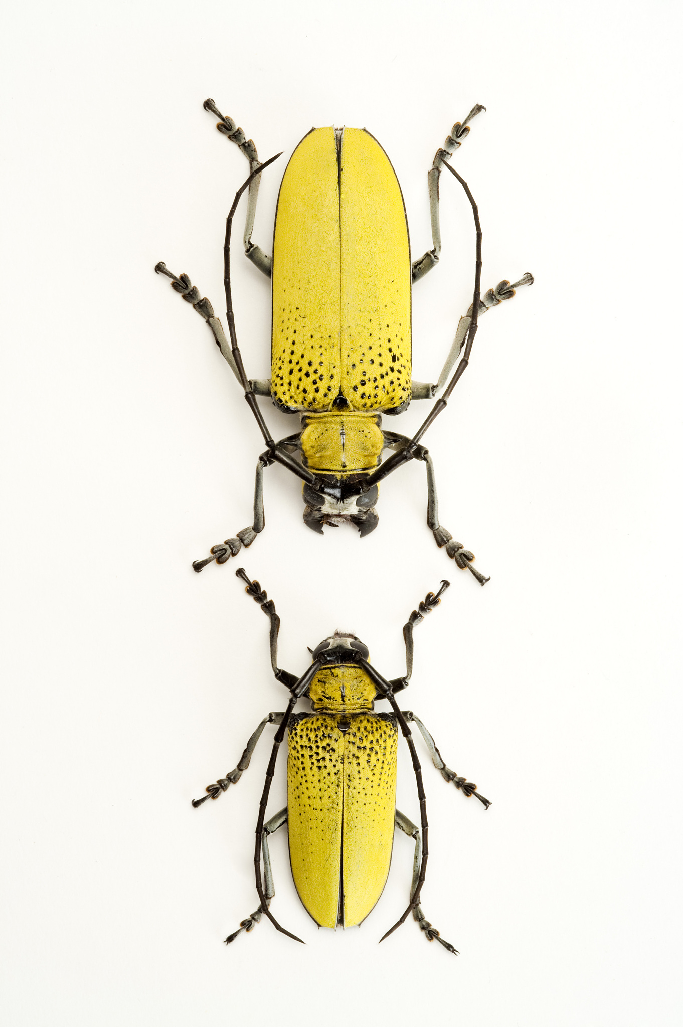 大尖鞘叩甲：特征、习性、繁殖与分类