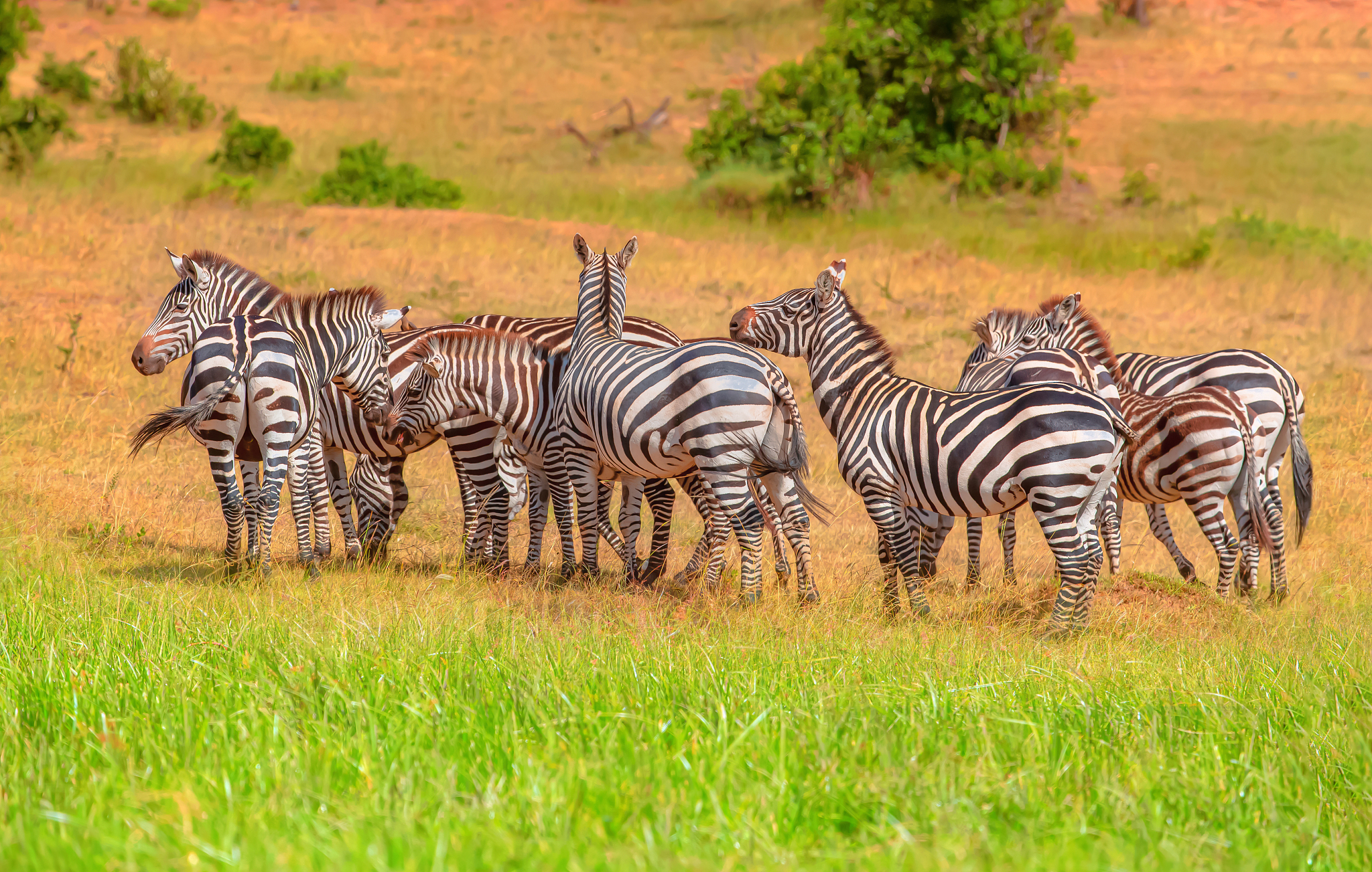 plains zebra herd at wild