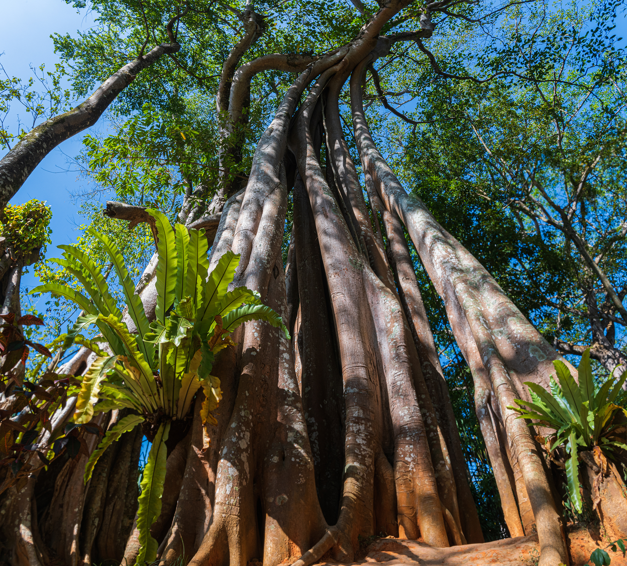 菲律宾国树 - 了解红树的象征意义