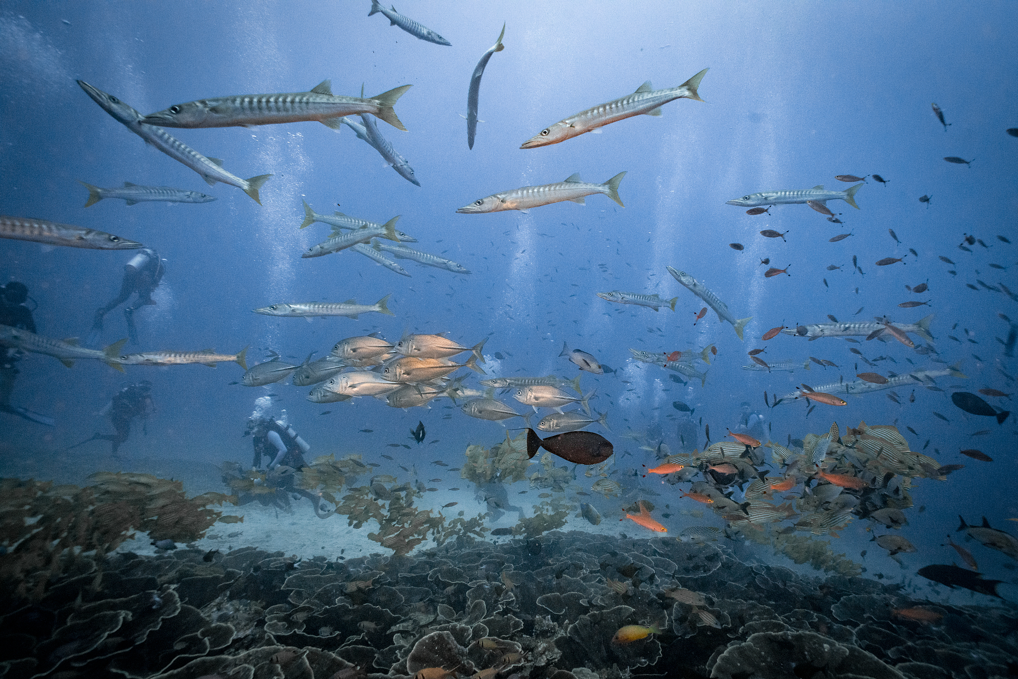 请写一篇关于海洋生物的说明文不少于600字要列参考文献