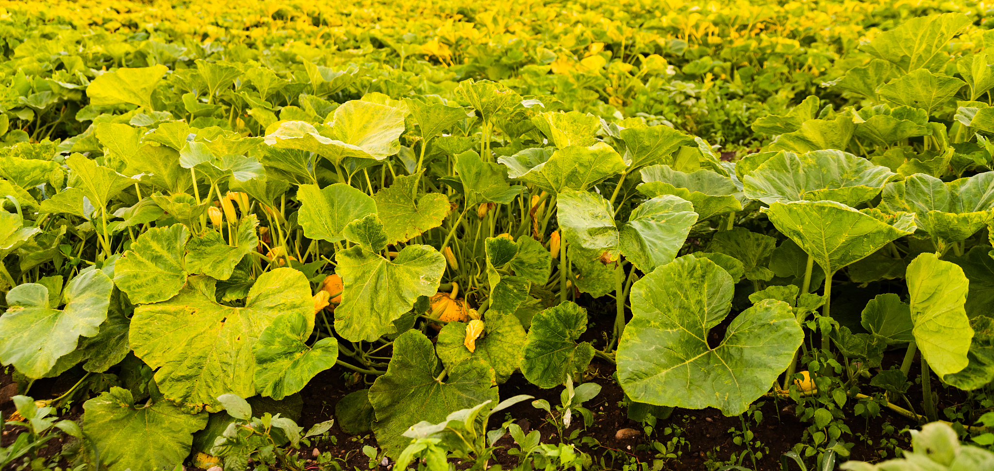 云南曲靖农业学校2019年初中起点大专重点招生专业