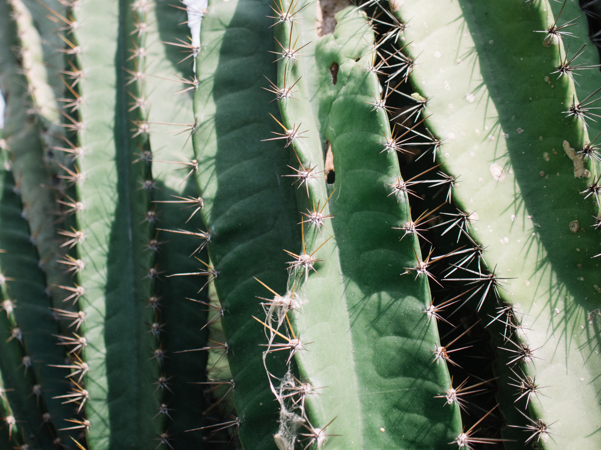 仙人掌：可食用？室内养护指南