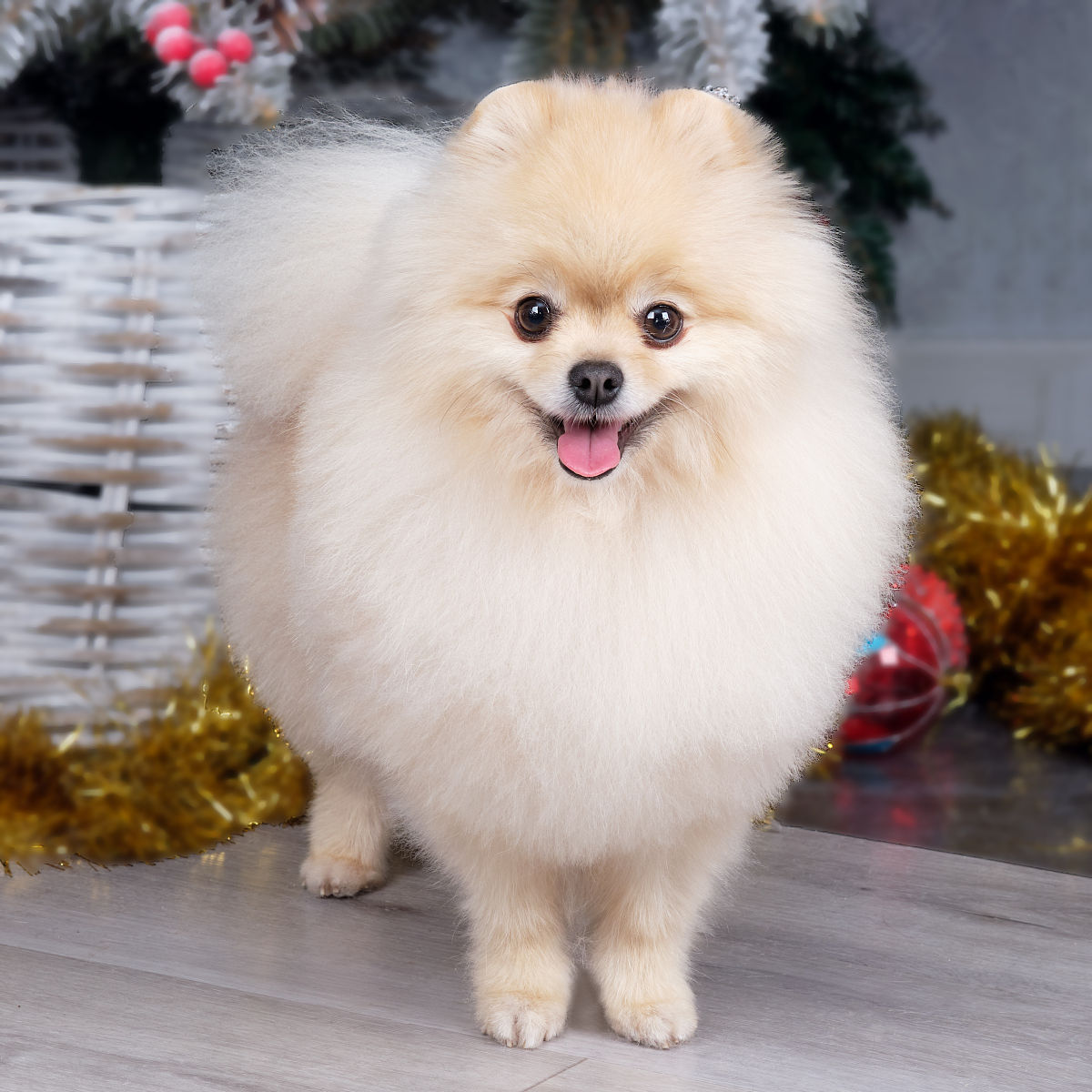 请600字博客文章主题是：茶杯犬好养吗