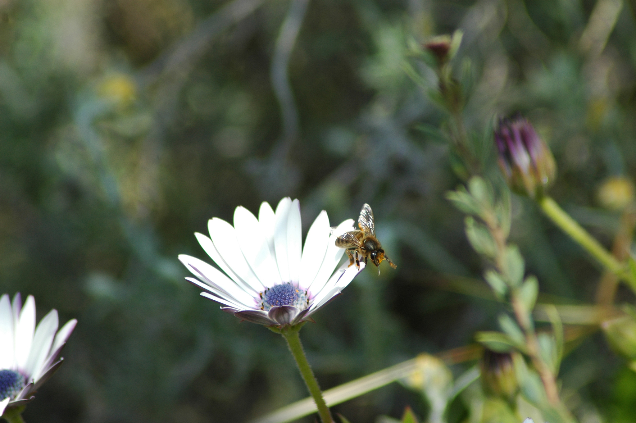 magaritenblüte in spanien