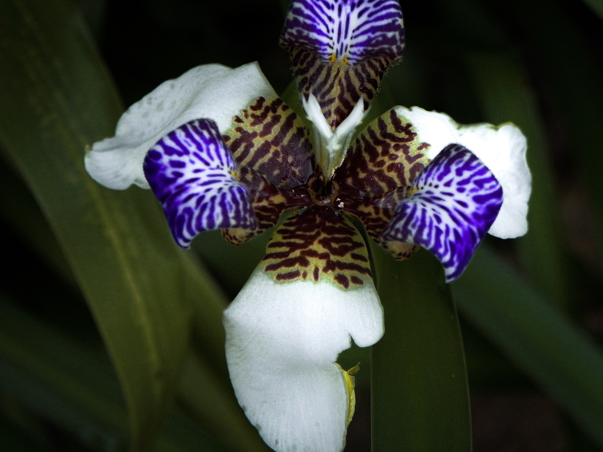 close-up of purple iris