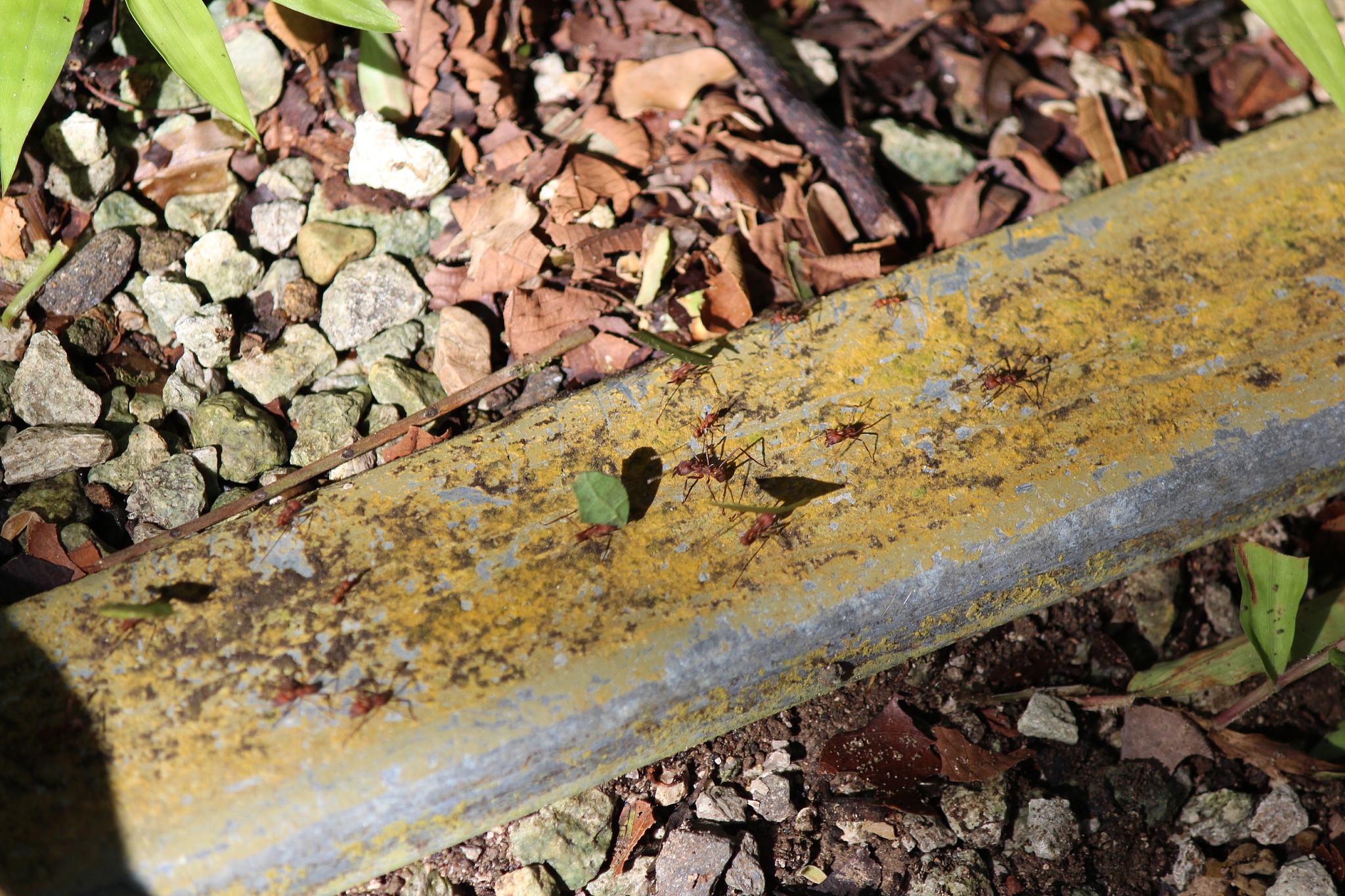 animals in the forests of panama
