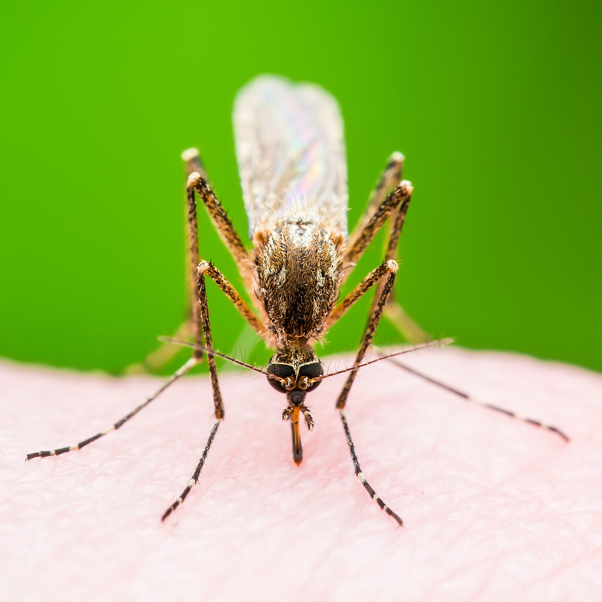 蚊子：你了解的它们有多可怕？