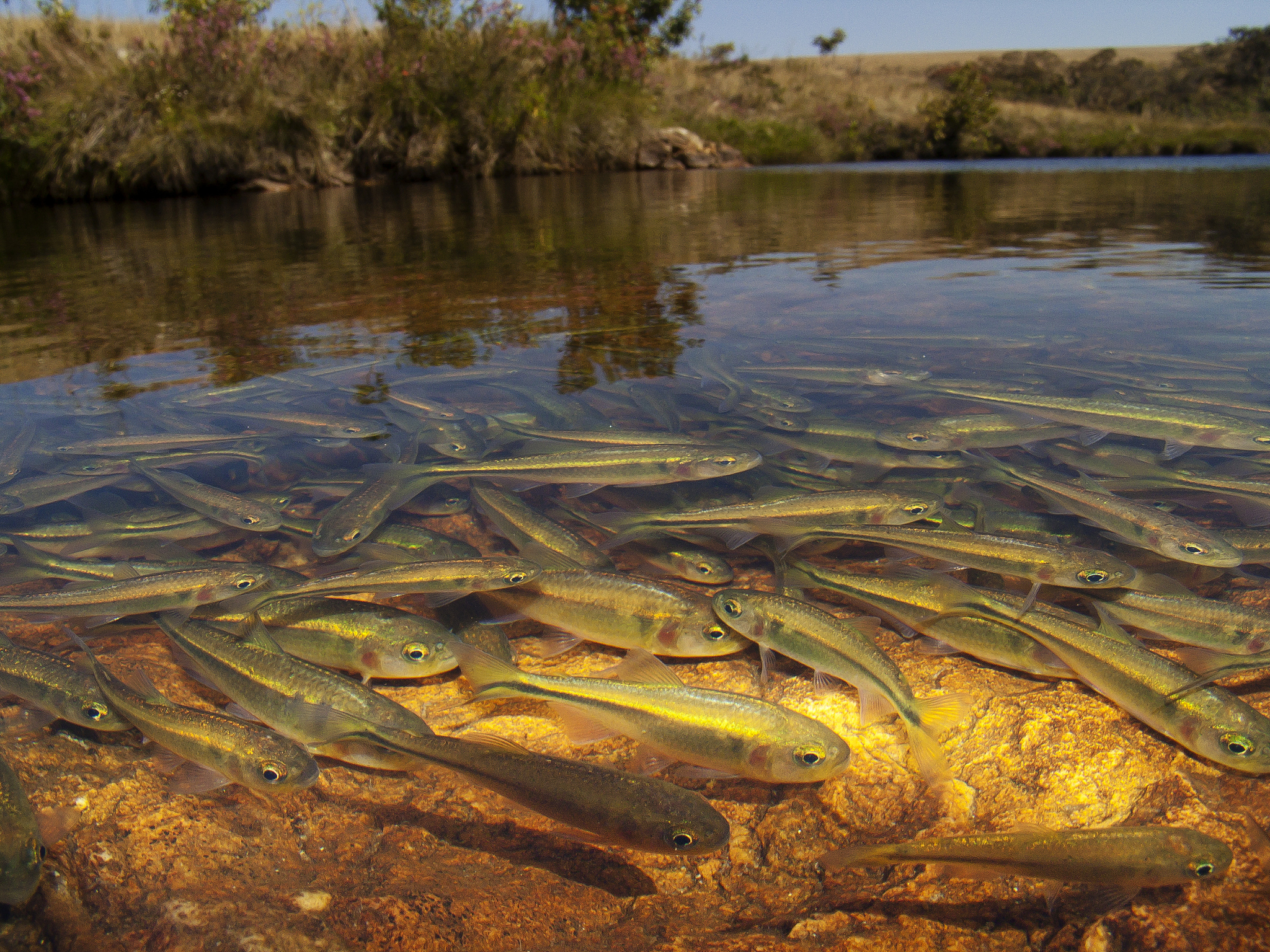 已有20多种非本地鱼类入侵拉萨河包括鲫鱼、麦穗、大鳞副泥鳅、泥鳅和鲇鱼等