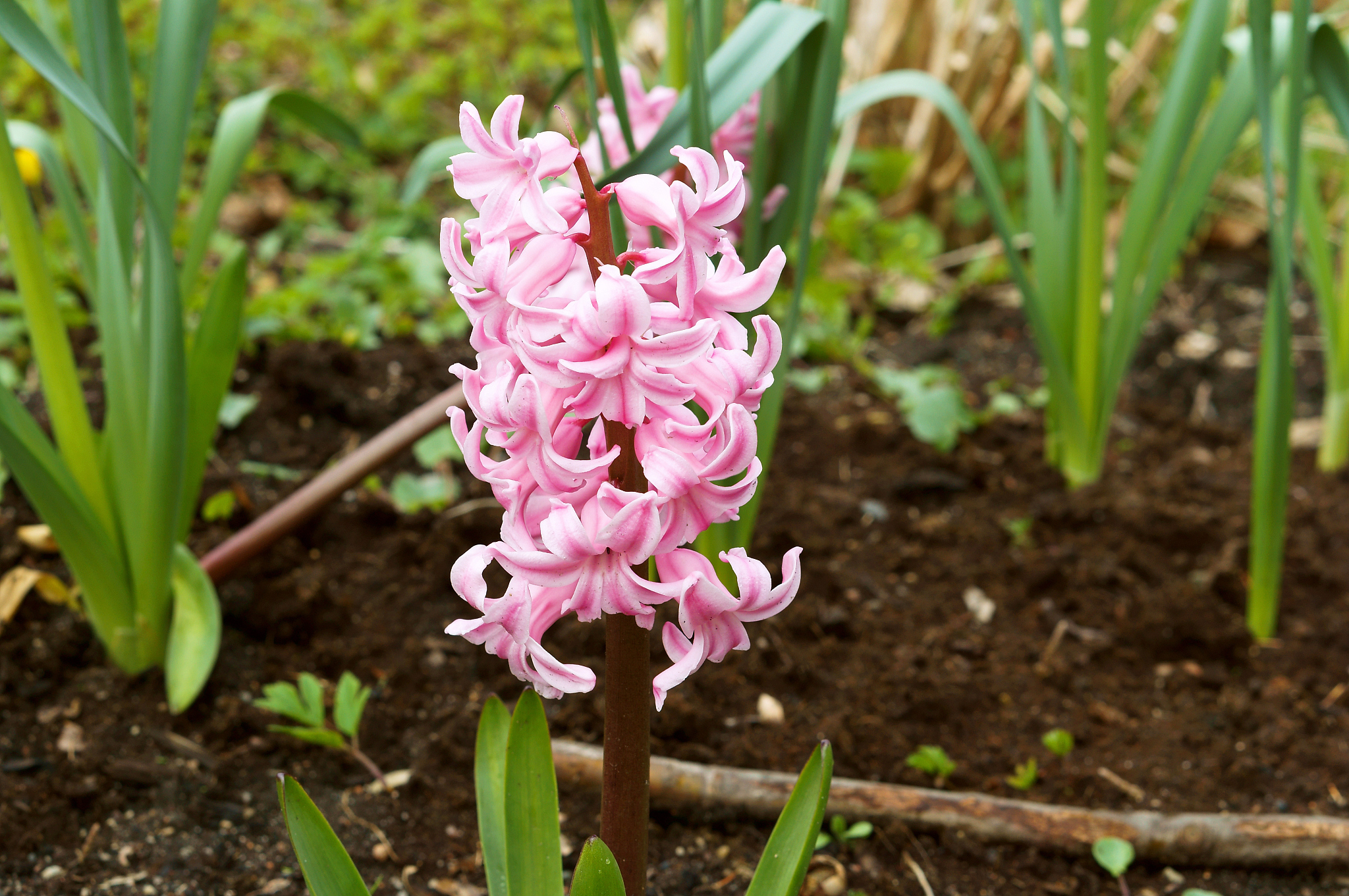 tulip, flower, spring, garden, bloom, blossom, flora, botany